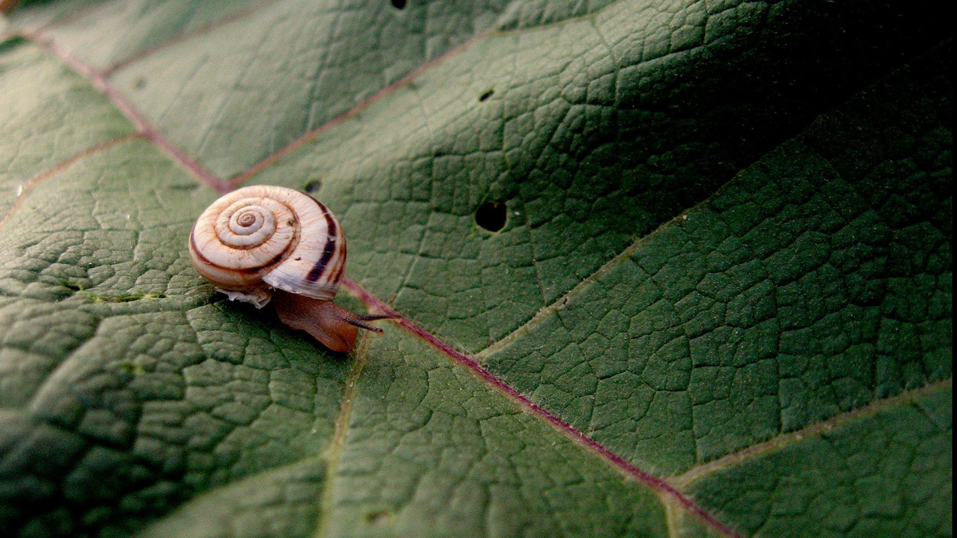 萌宠,蜗牛,可爱,宽屏	