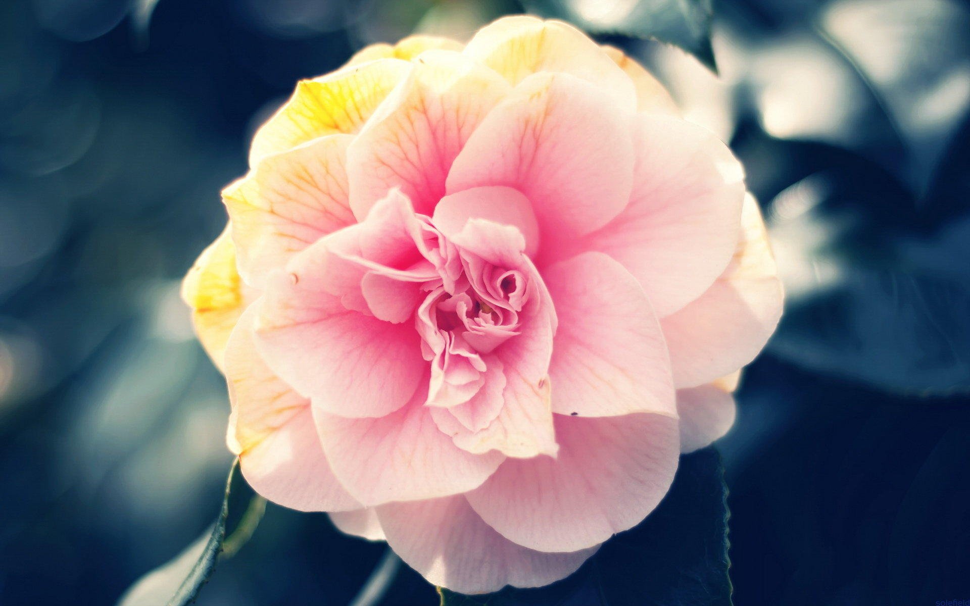 小清新,简单,温馨,宽屏