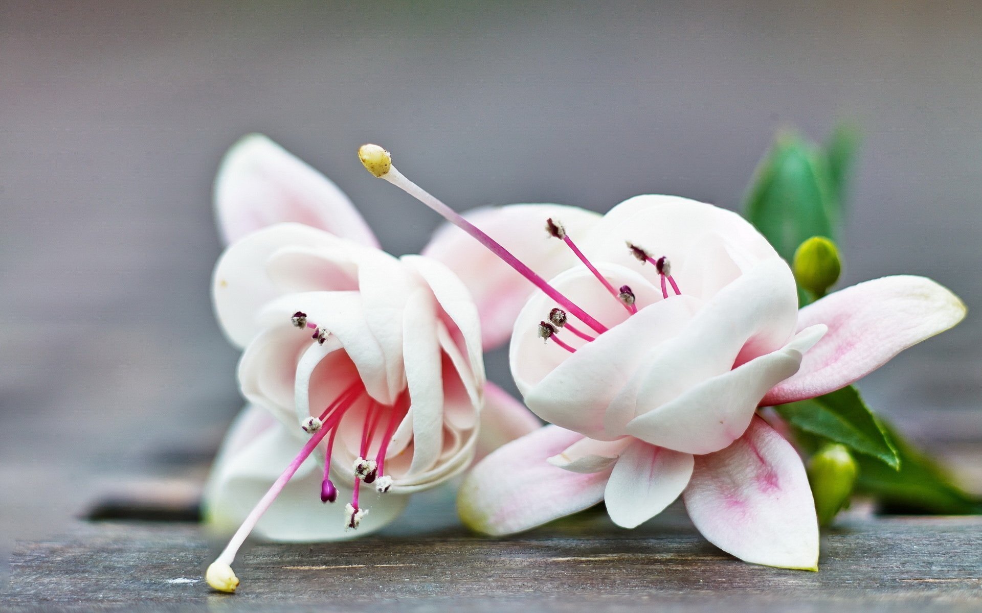 小清新,鲜花,娇艳,可爱