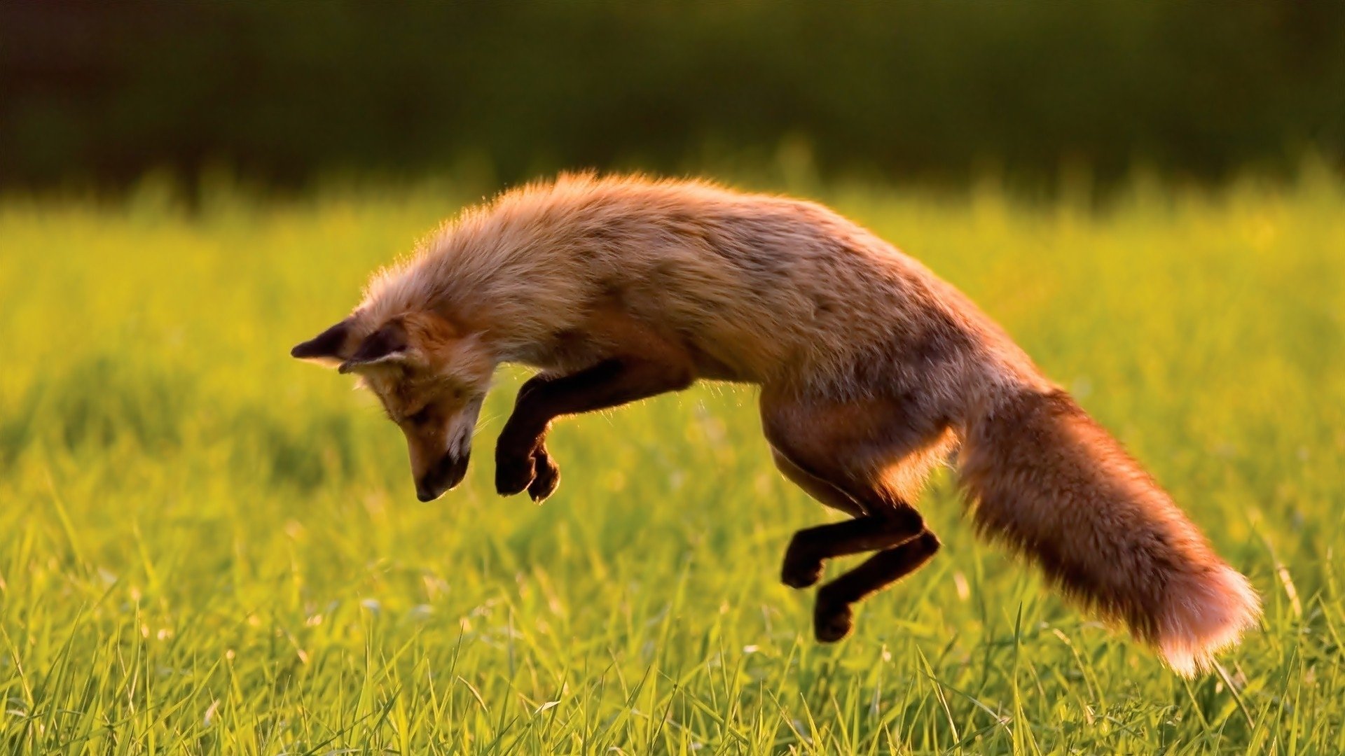 萌宠,小狐狸,可爱,宽屏