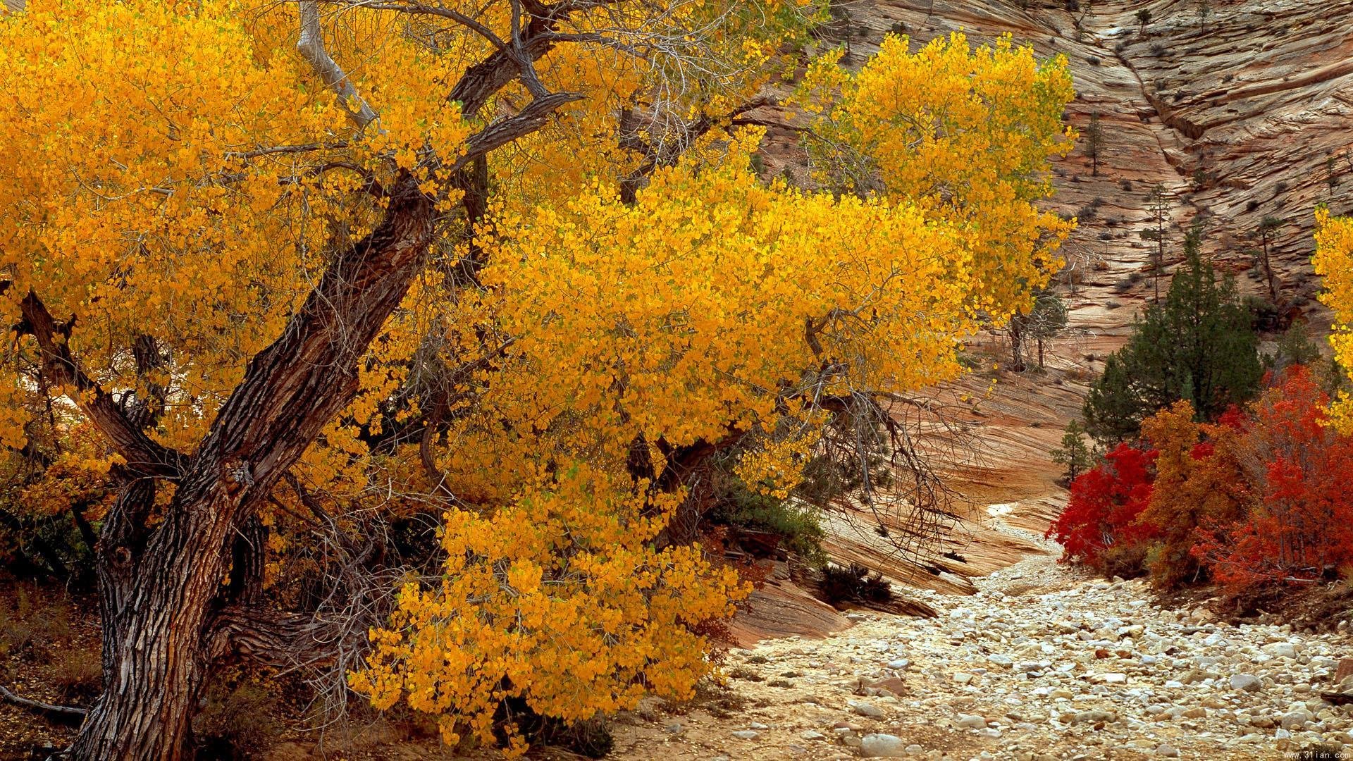 风景,自然风景,秋色,黄叶,宽屏