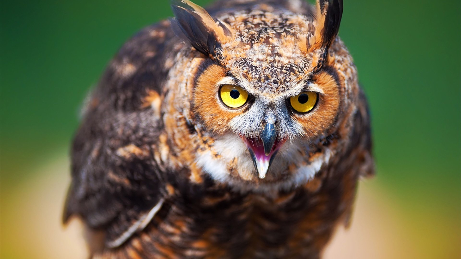 萌宠,猫头鹰,呆萌,可爱,宽屏