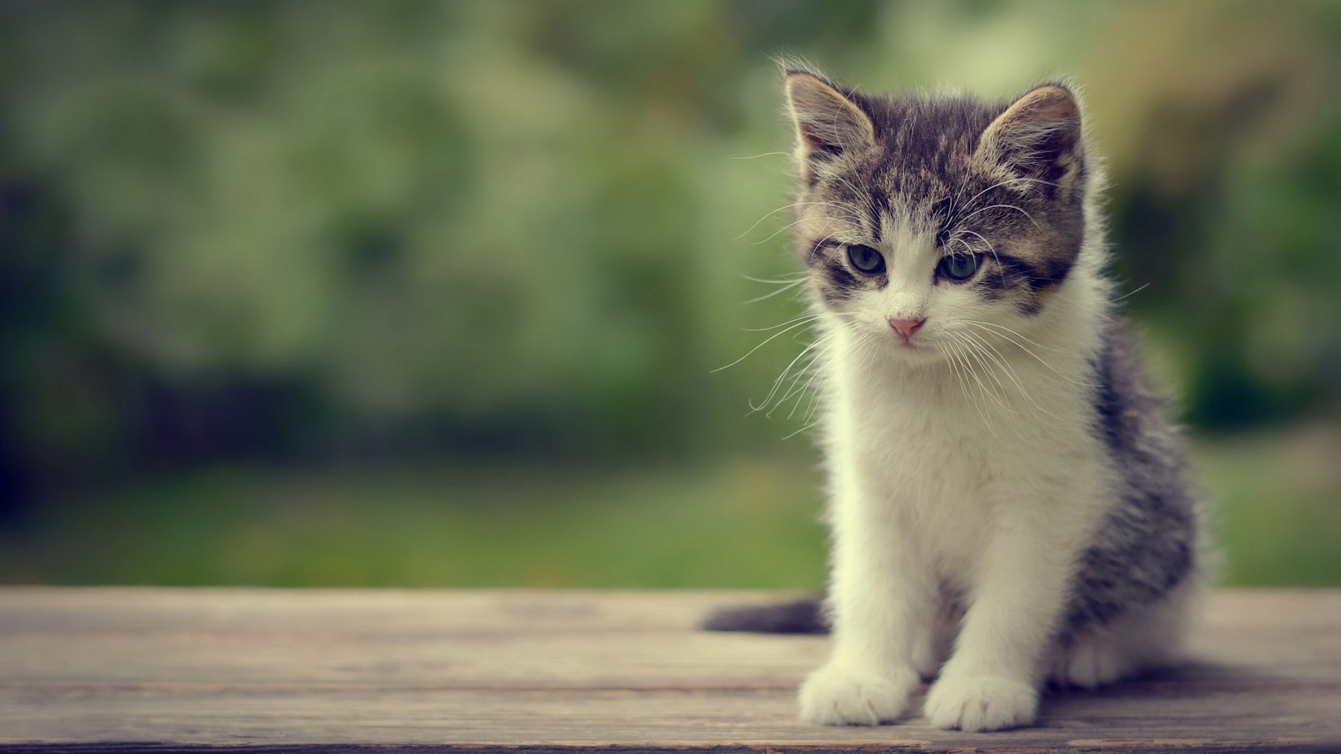 明星,喵星人,猫咪,可爱,超萌