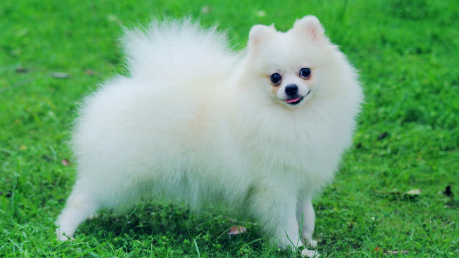 萌宠,汪星人,萨摩耶,可爱,呆萌