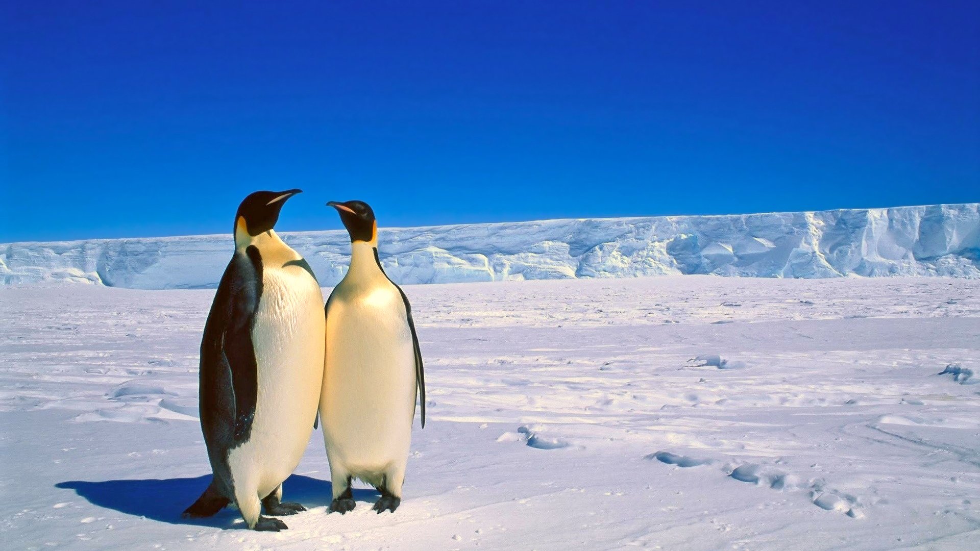 萌宠,极地动物,企鹅,可爱