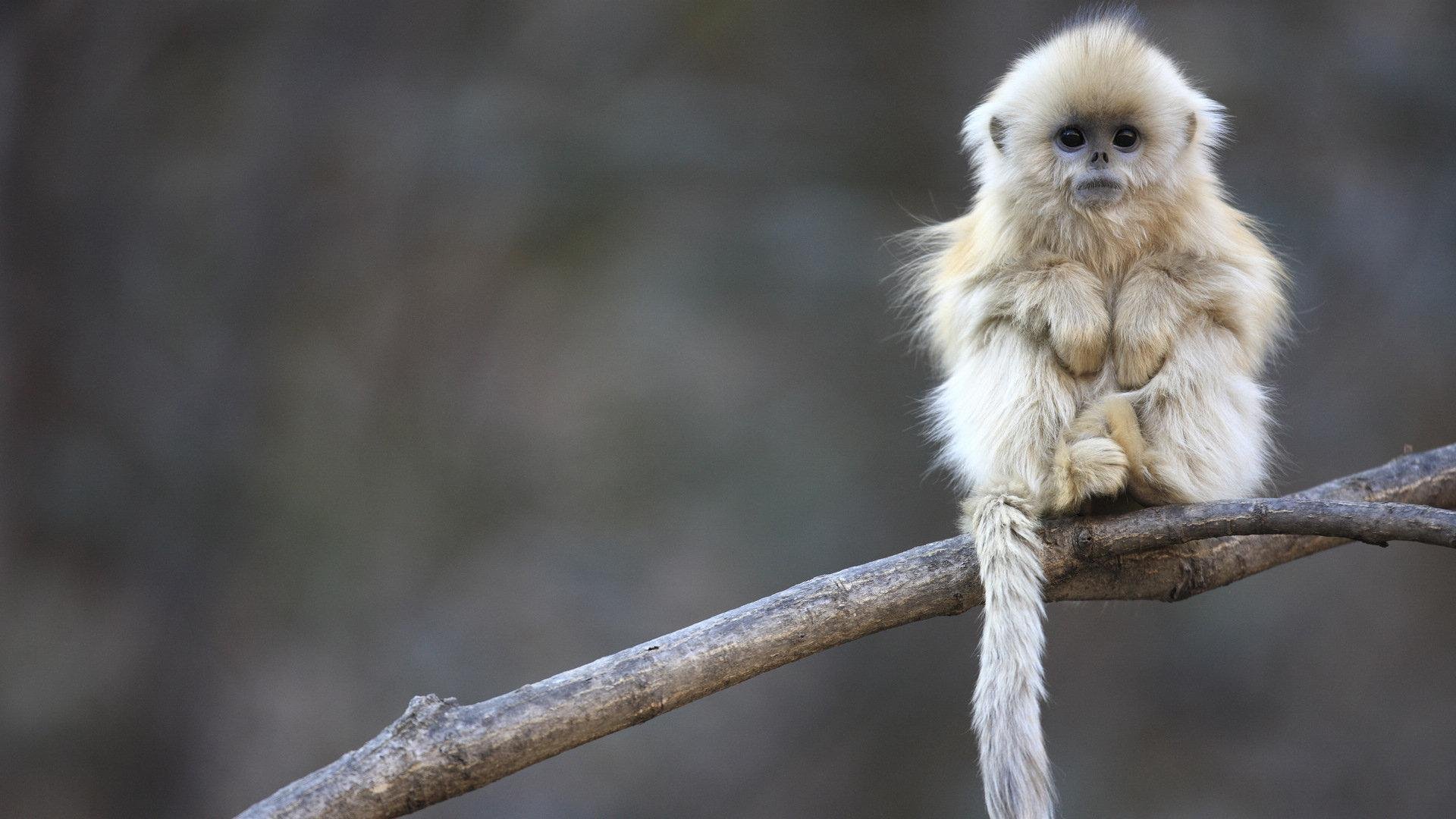 萌宠,猴子,呆萌,可爱