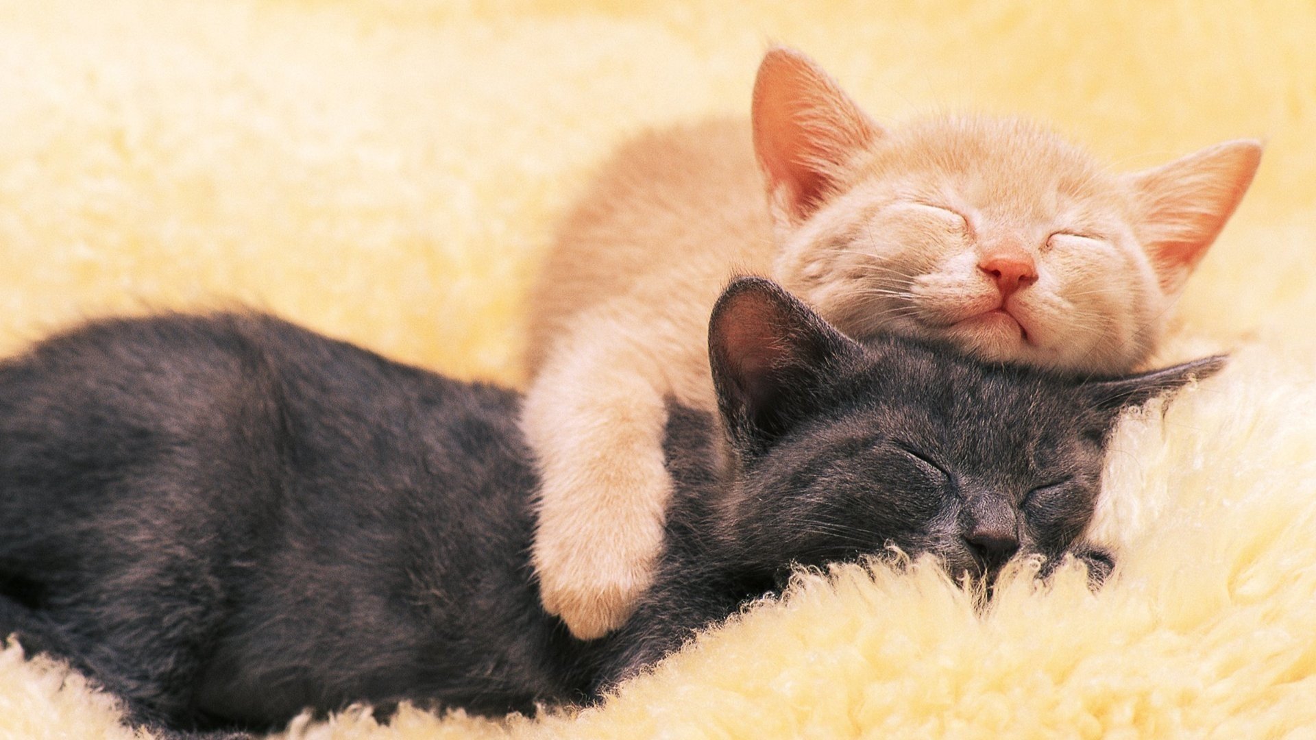 萌宠,喵星人,猫咪,可爱