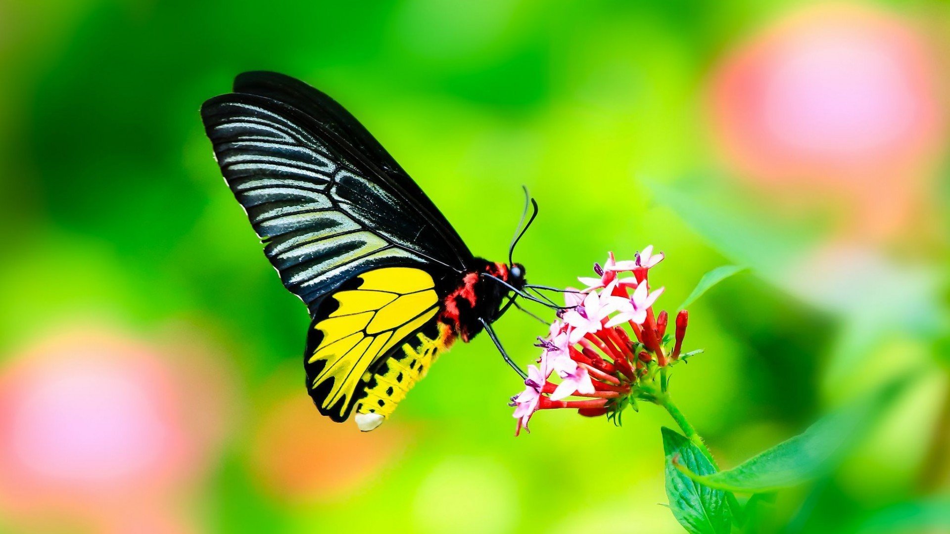 萌宠,蝴蝶,美丽,可爱