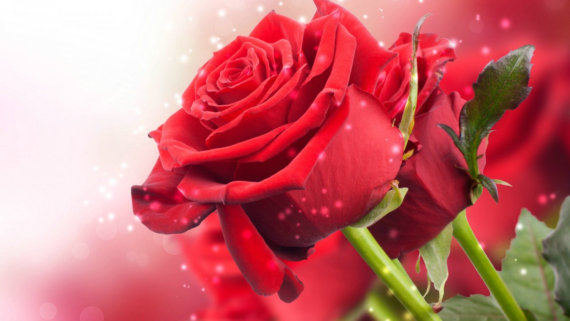 爱情,玫瑰花,娇艳,宽屏,高清