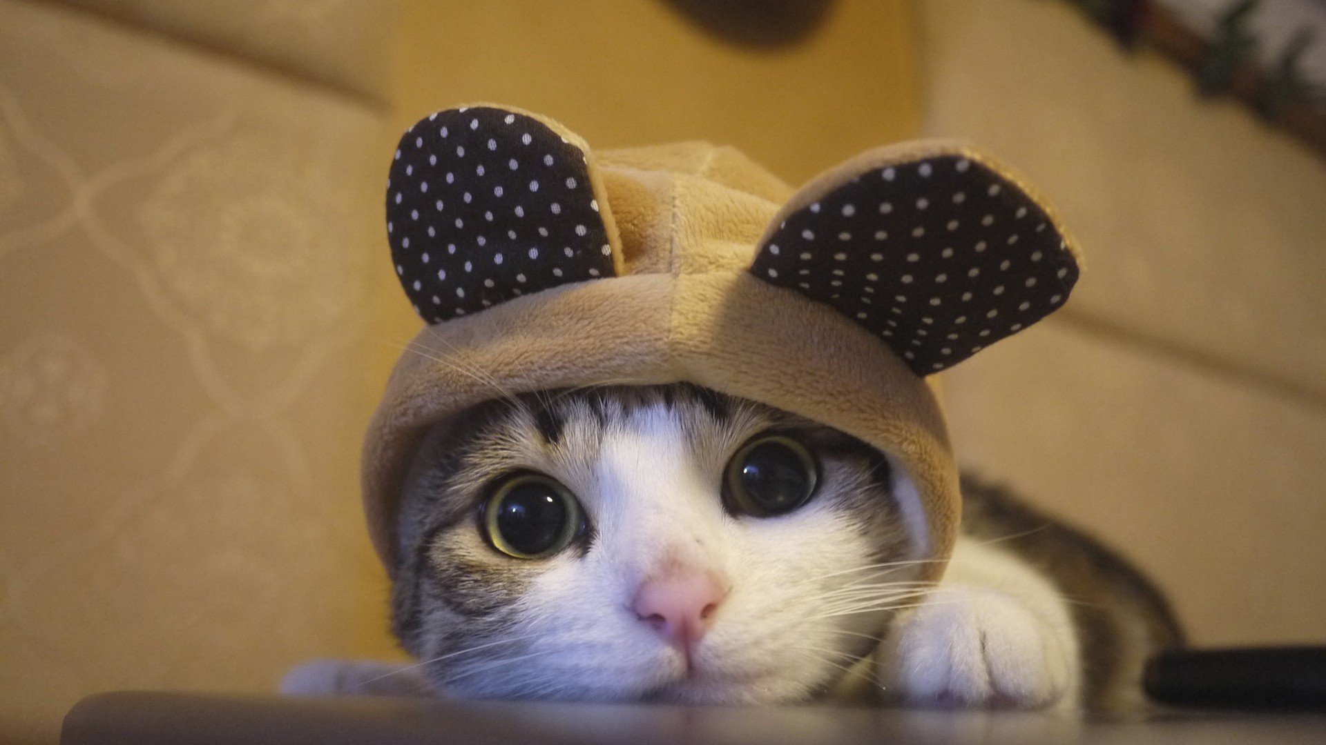 萌宠,猫星人,喵咪,可爱