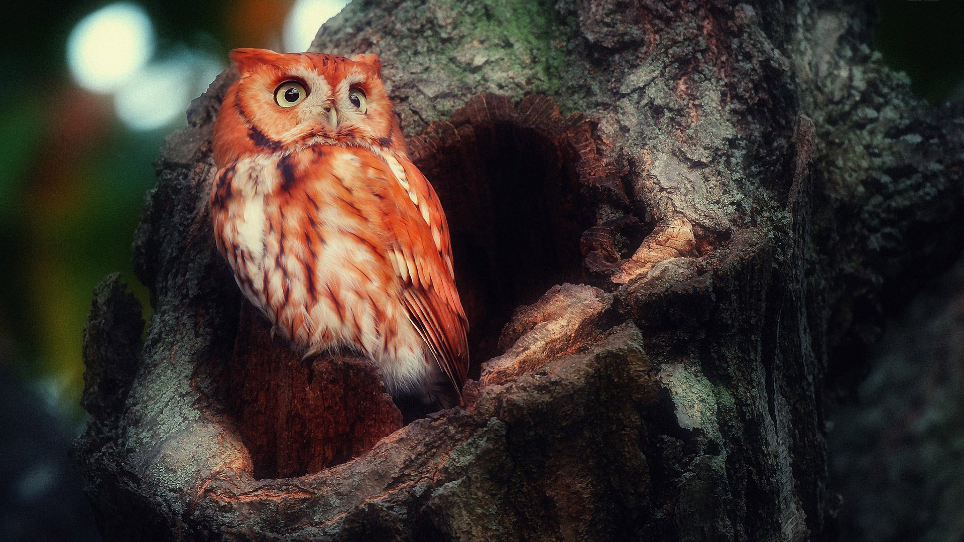 萌宠,猫头鹰,可爱,呆萌,宽屏