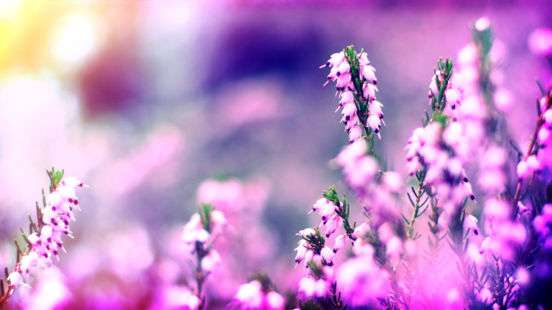 小清新,清新,可爱,宽屏