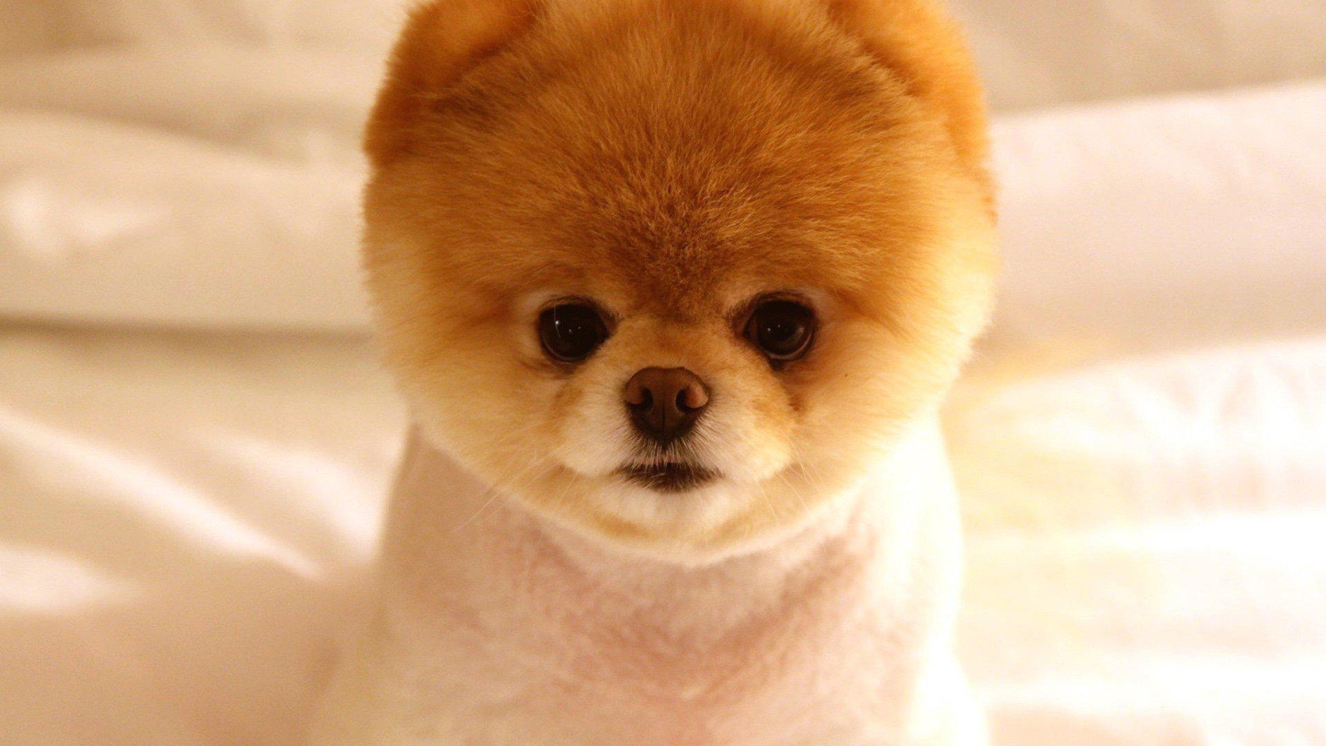 萌宠,汪星人,狗狗,呆萌,可爱