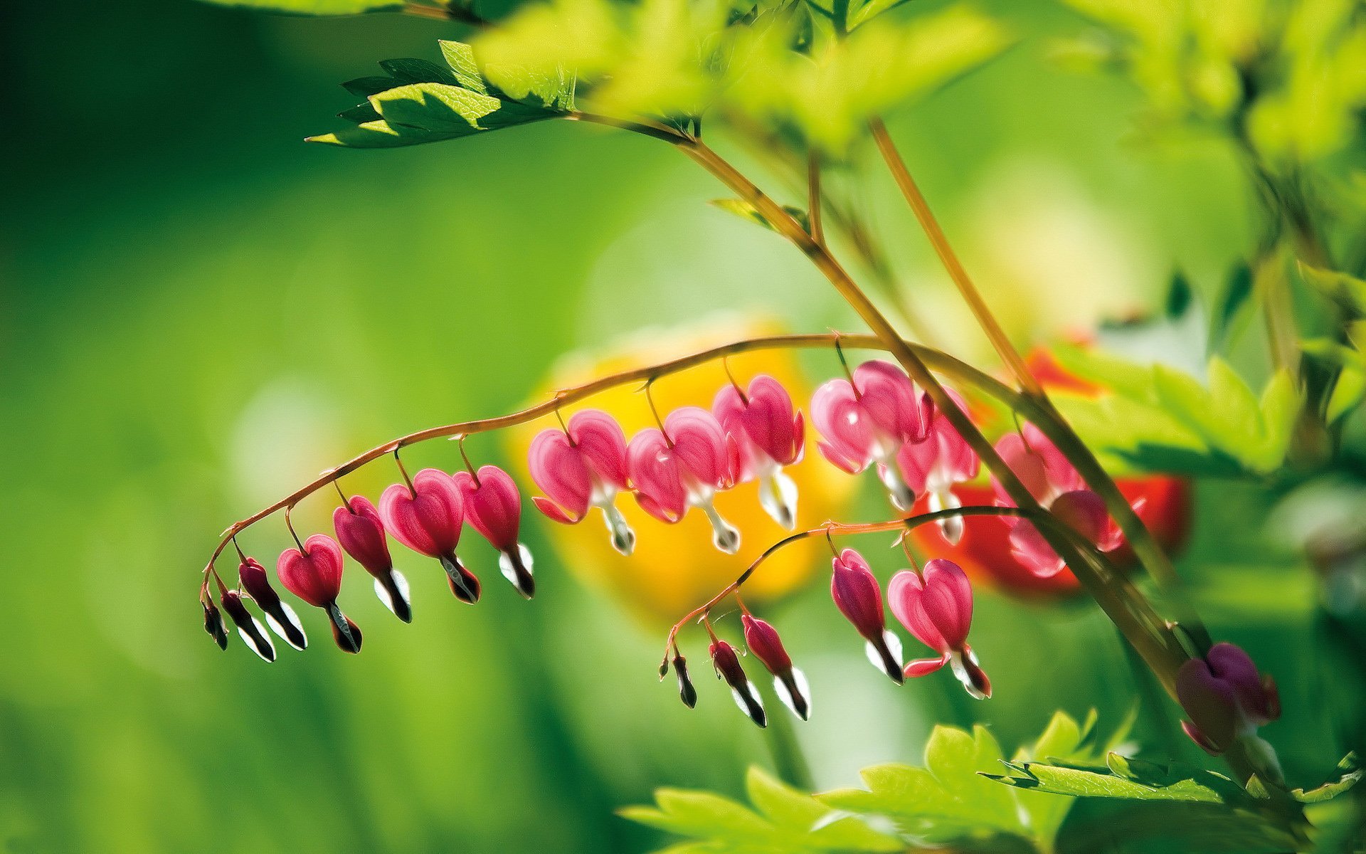 小清新,清新护眼,可爱,宽屏