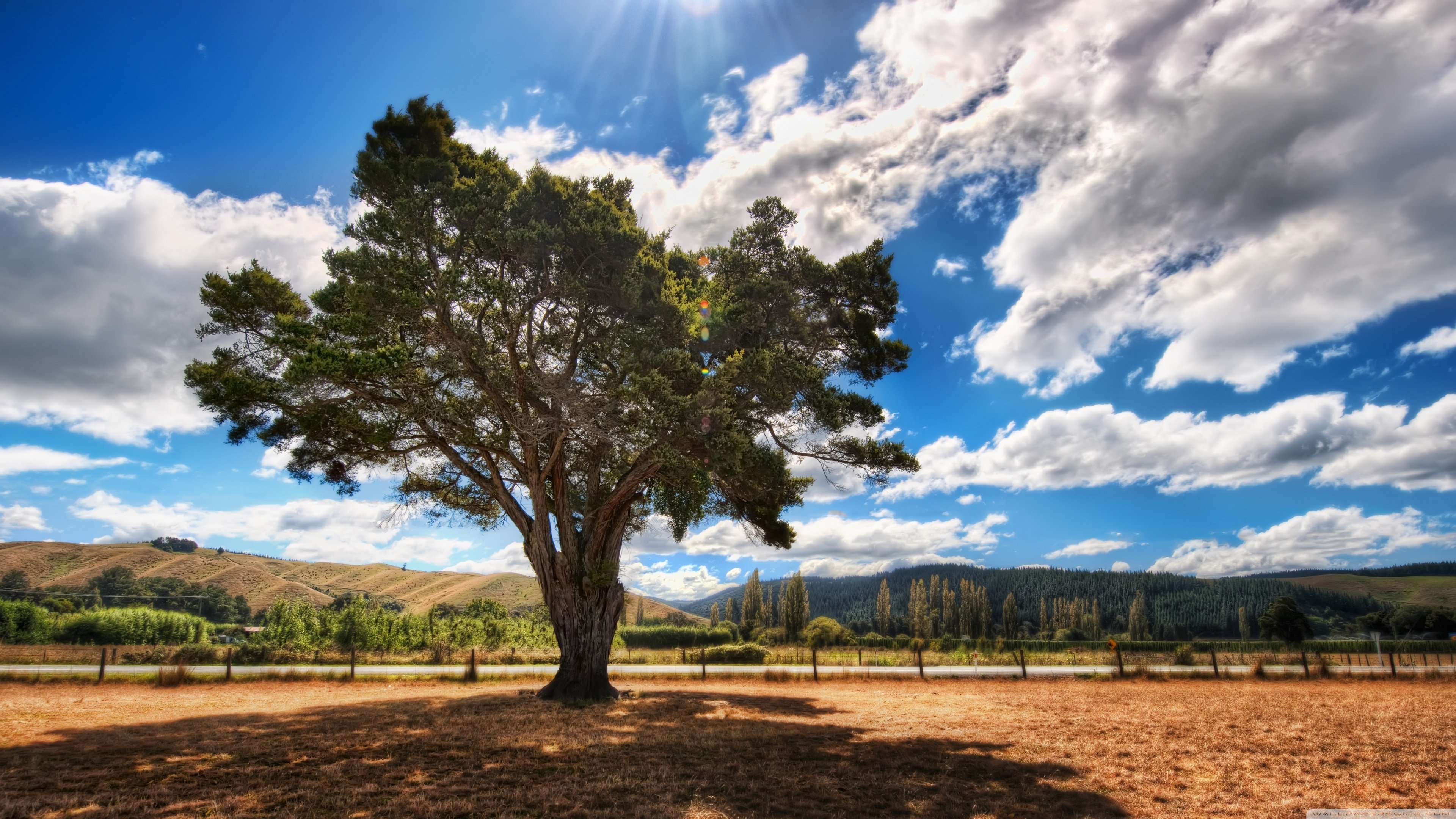 大树,晴天,白云