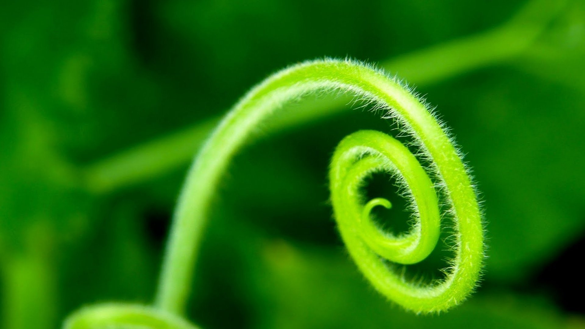 小清新,清新,护眼,绿色