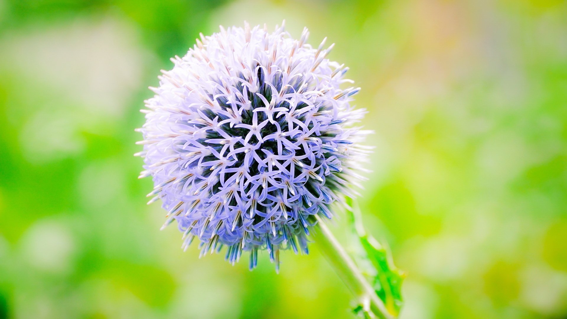 小清新,简单,可爱