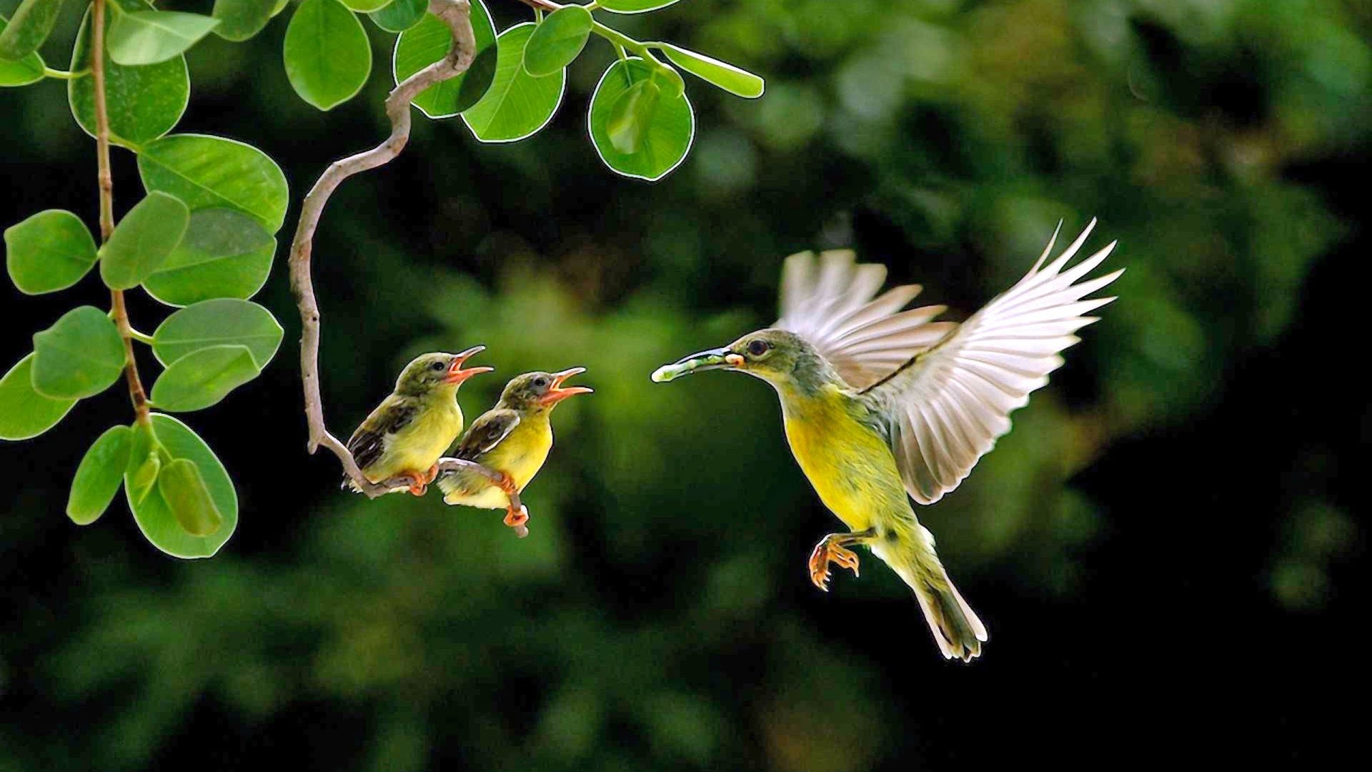 萌宠,小鸟,哺食,可爱,友爱