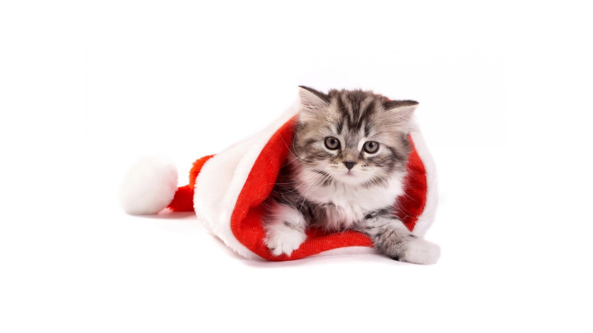 萌宠,喵星人,猫咪,可爱,呆萌,宽屏	