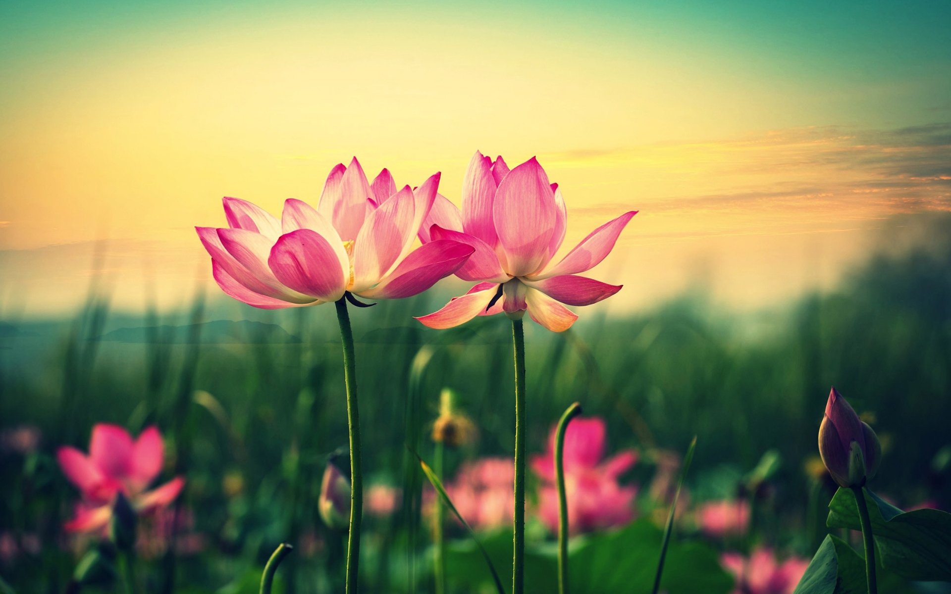 小清新,荷花,莲花,高洁,宽屏