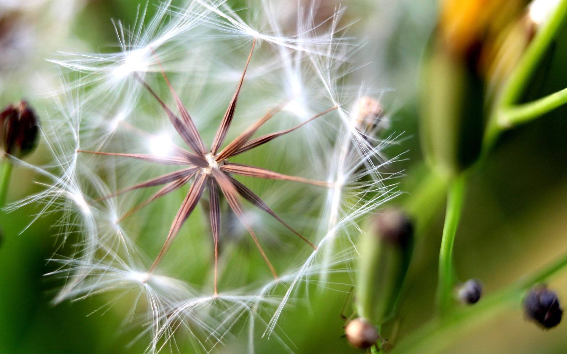 小清新,蒲公英,可爱,宽屏