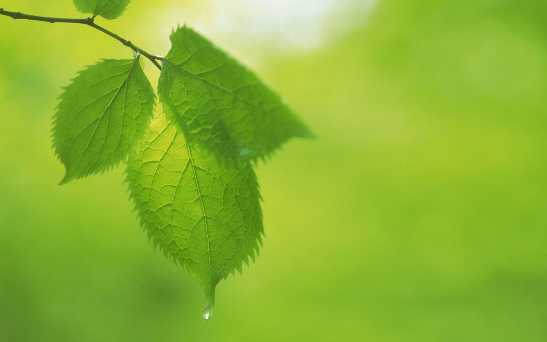 小清新,清新,护眼,绿色