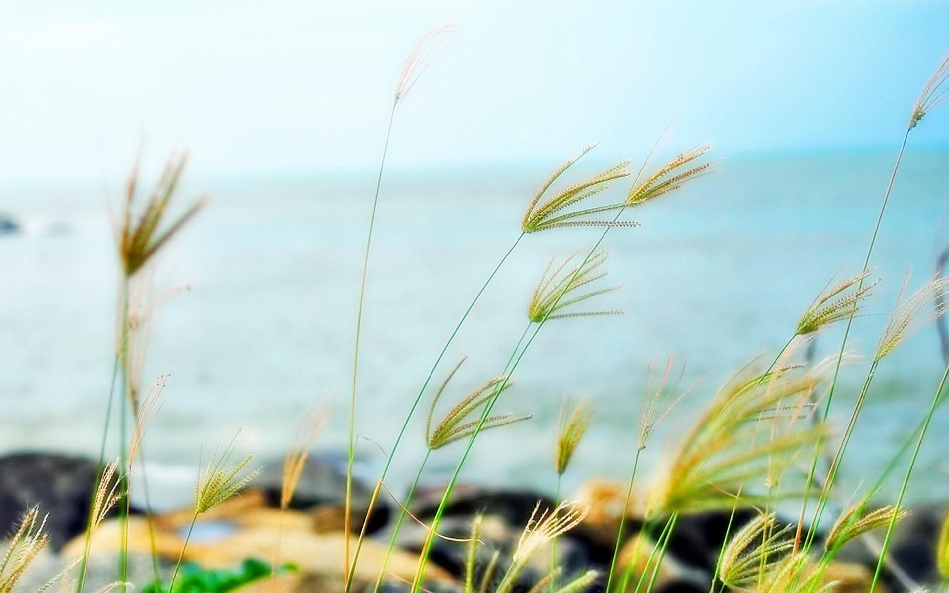 小清新,清新,自然,宽屏