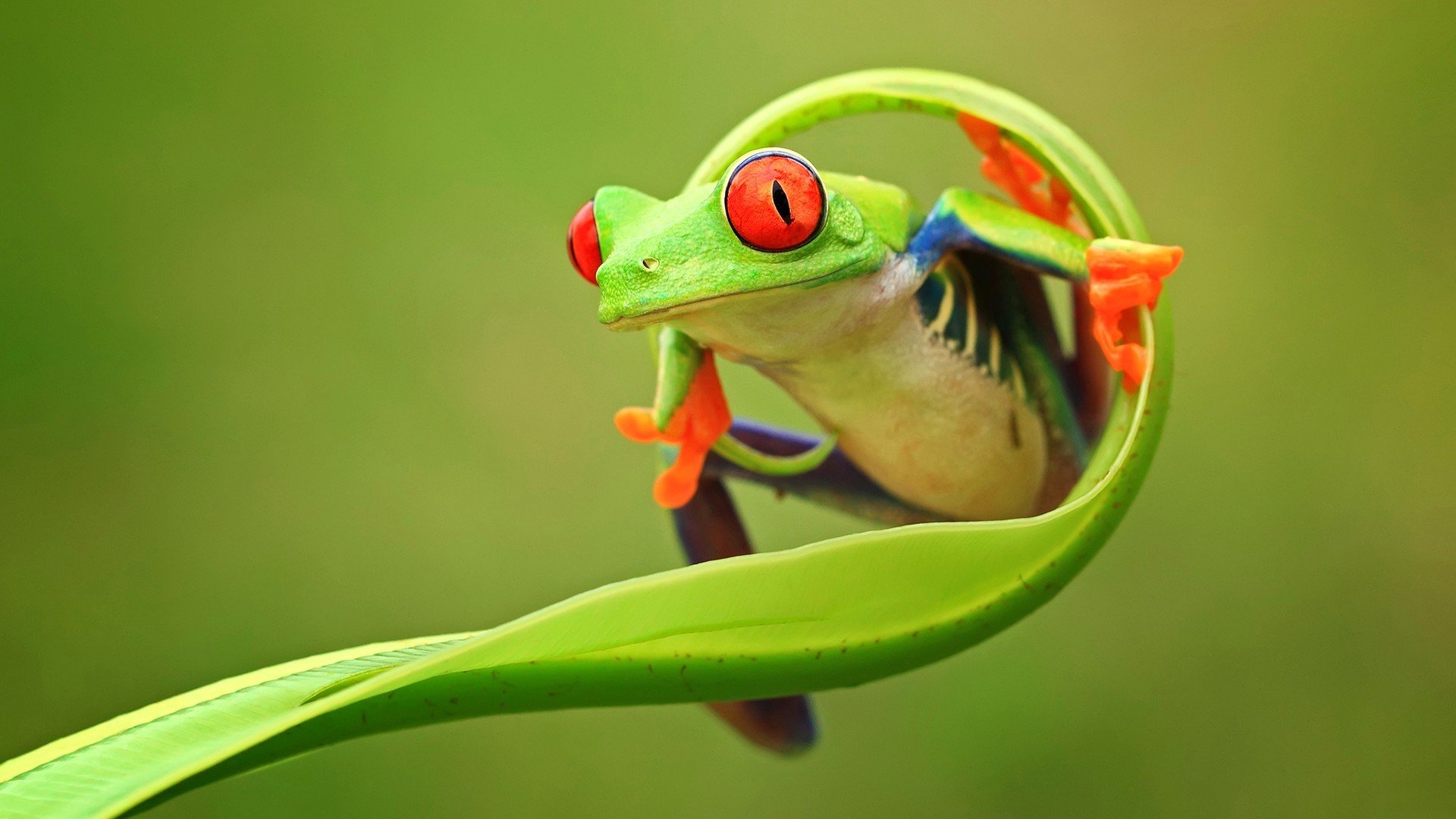 萌宠,青蛙,可爱,宽屏	