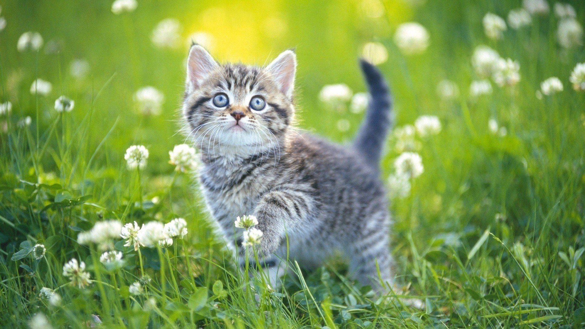 萌宠,喵星人,猫咪,可爱,宽屏