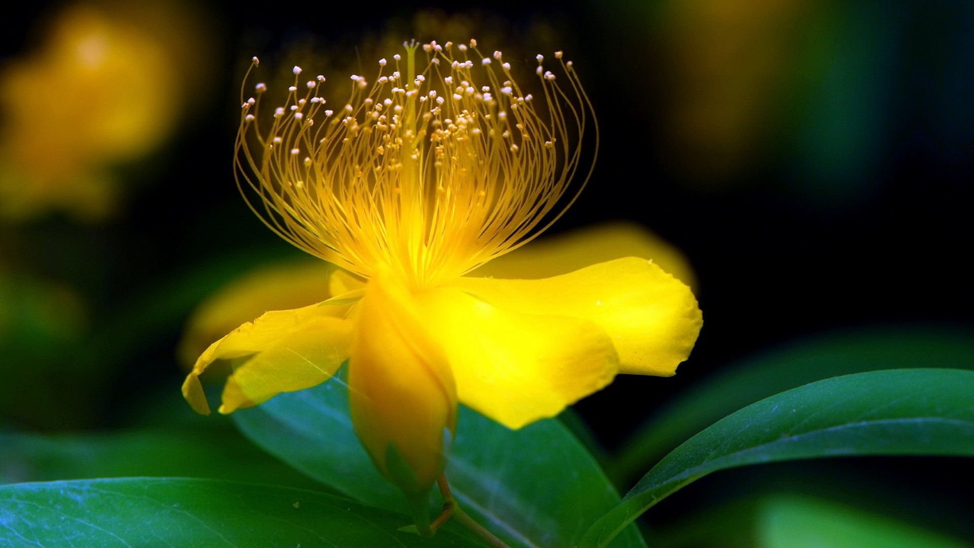 小清新,清新,简单,可爱,宽屏