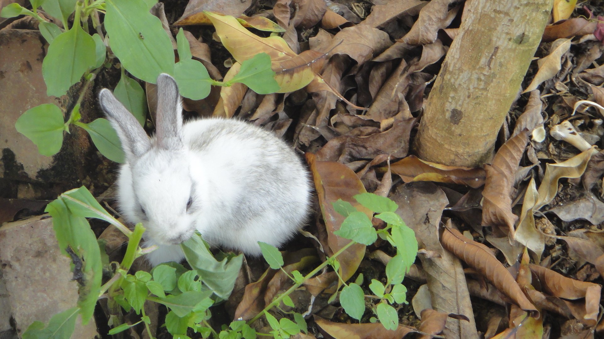 萌宠,兔星人,小白兔,可爱