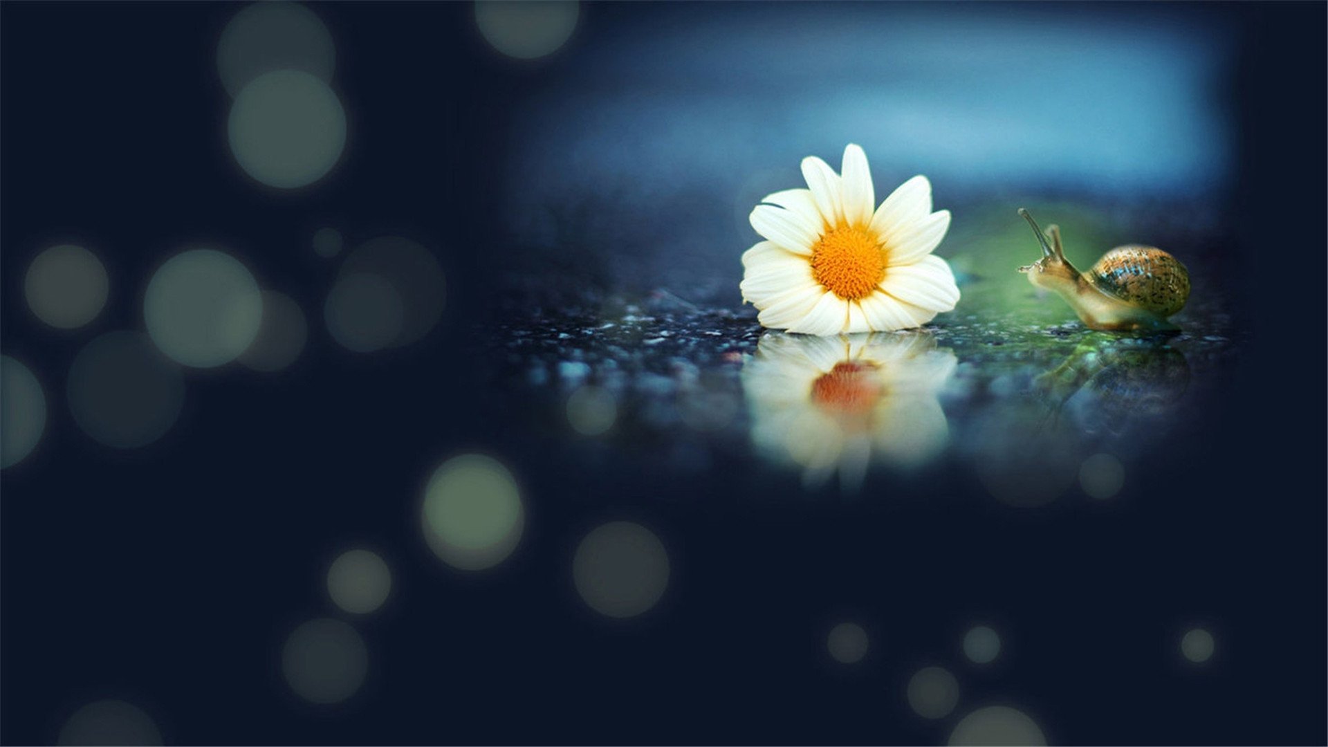 小清新,清新,可爱,宽屏