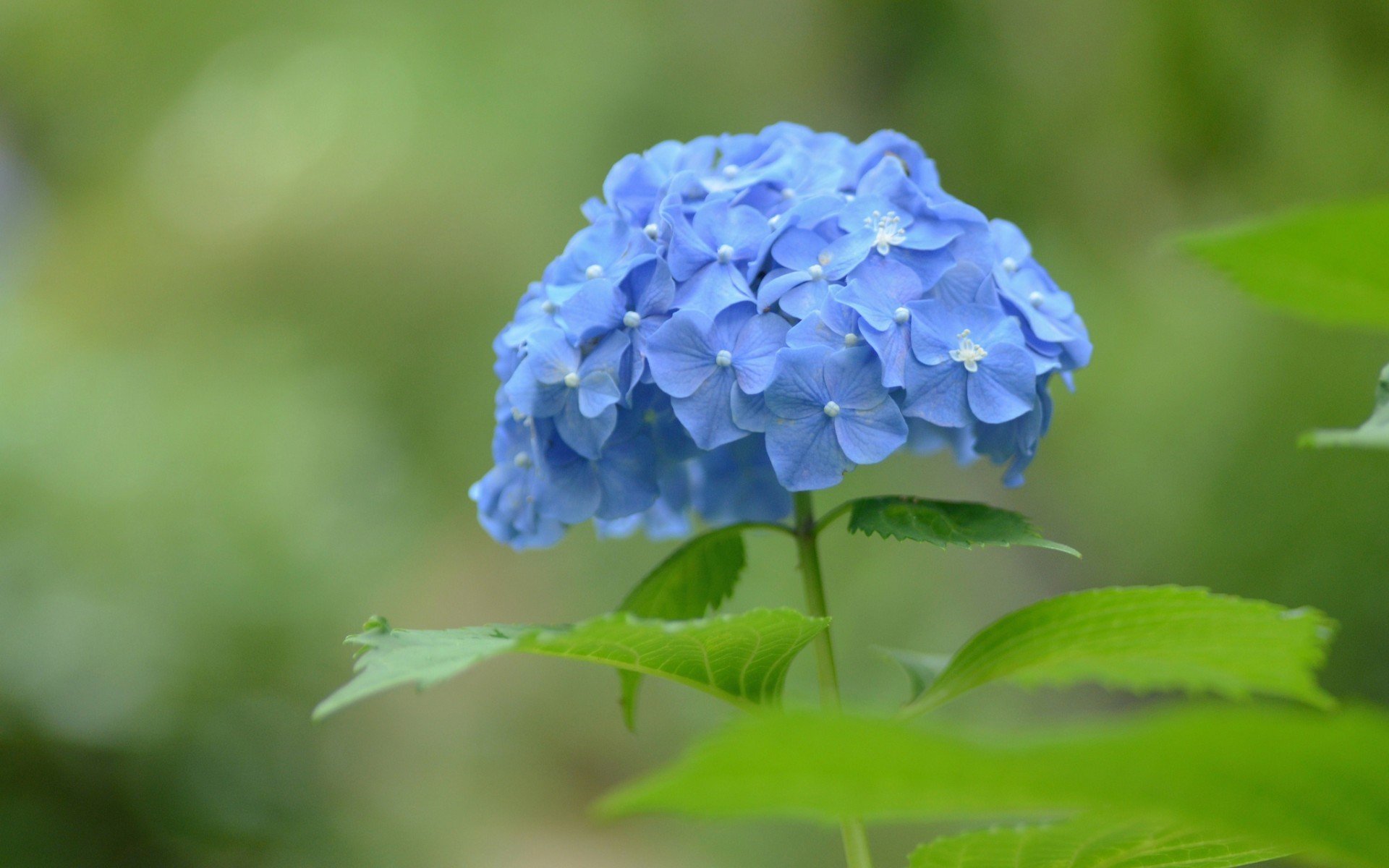 小清新,蓝色小花,可爱,宽屏