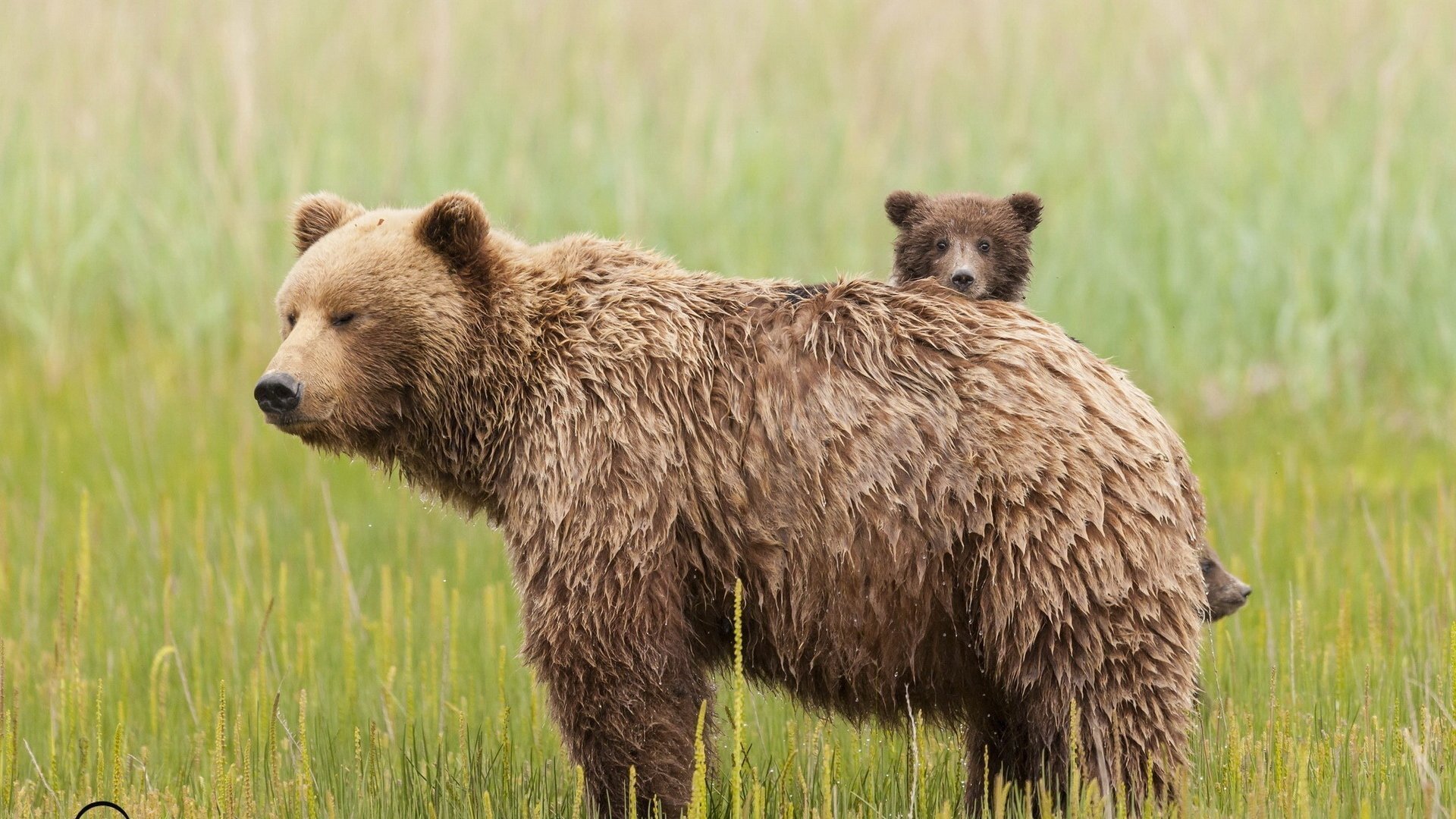 萌宠,狗熊,可爱,呆萌,宽屏