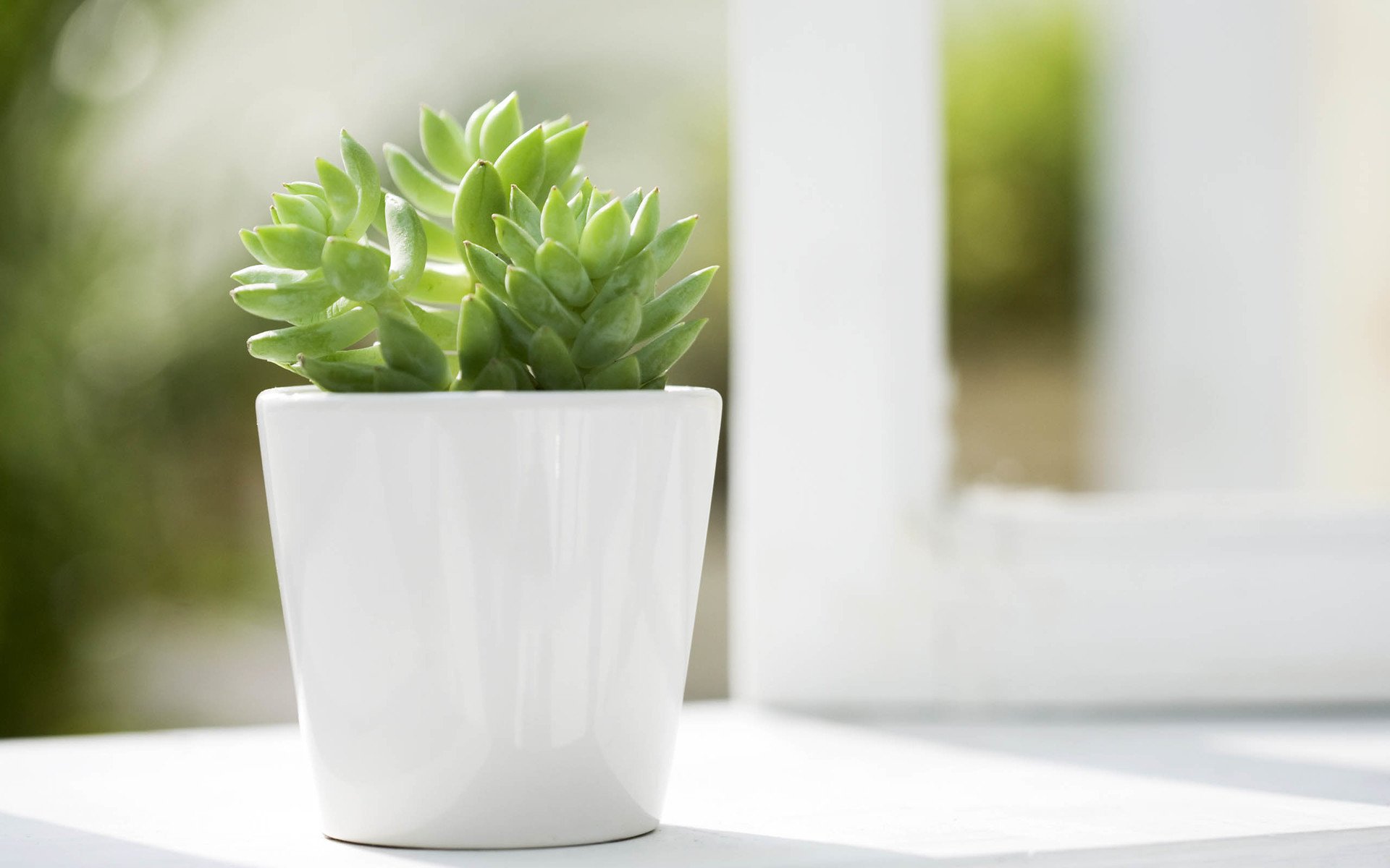 小清新,萌肉,盆景,可爱,简单