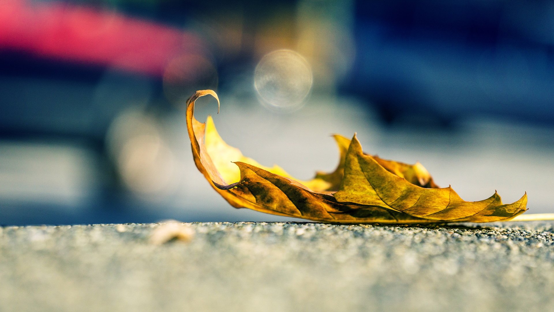 秋叶,落叶,静物,唯美