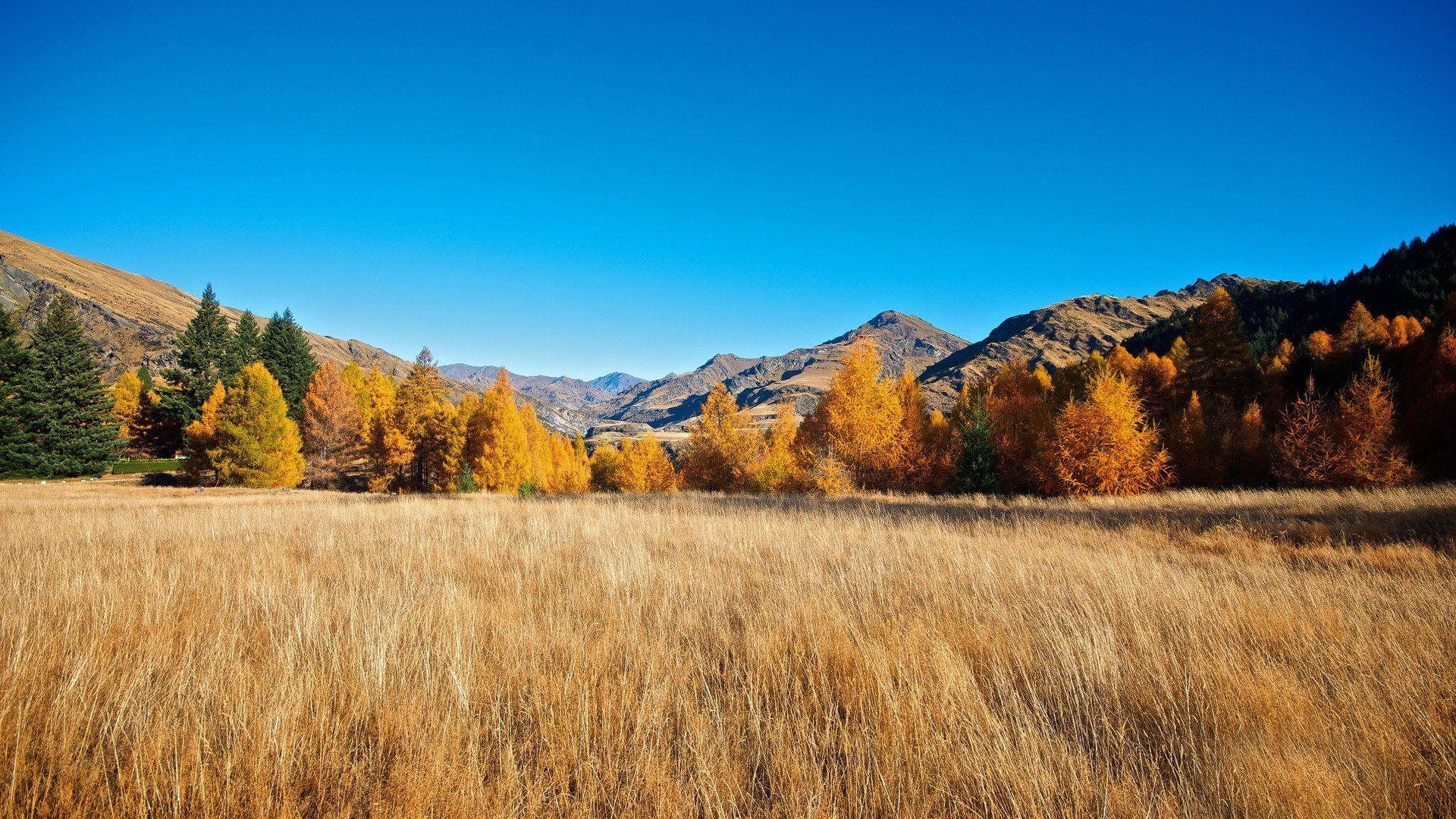 风景,自然风景,金秋,秋意浓,宽屏