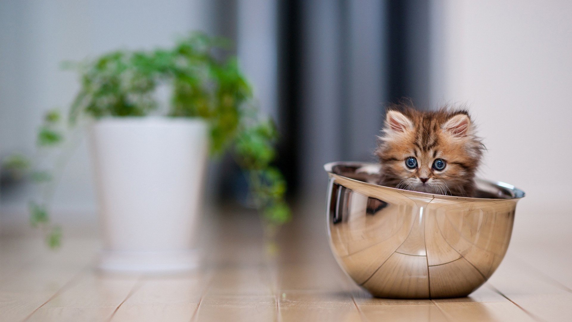 萌宠,喵星人,猫咪,可爱,宽屏