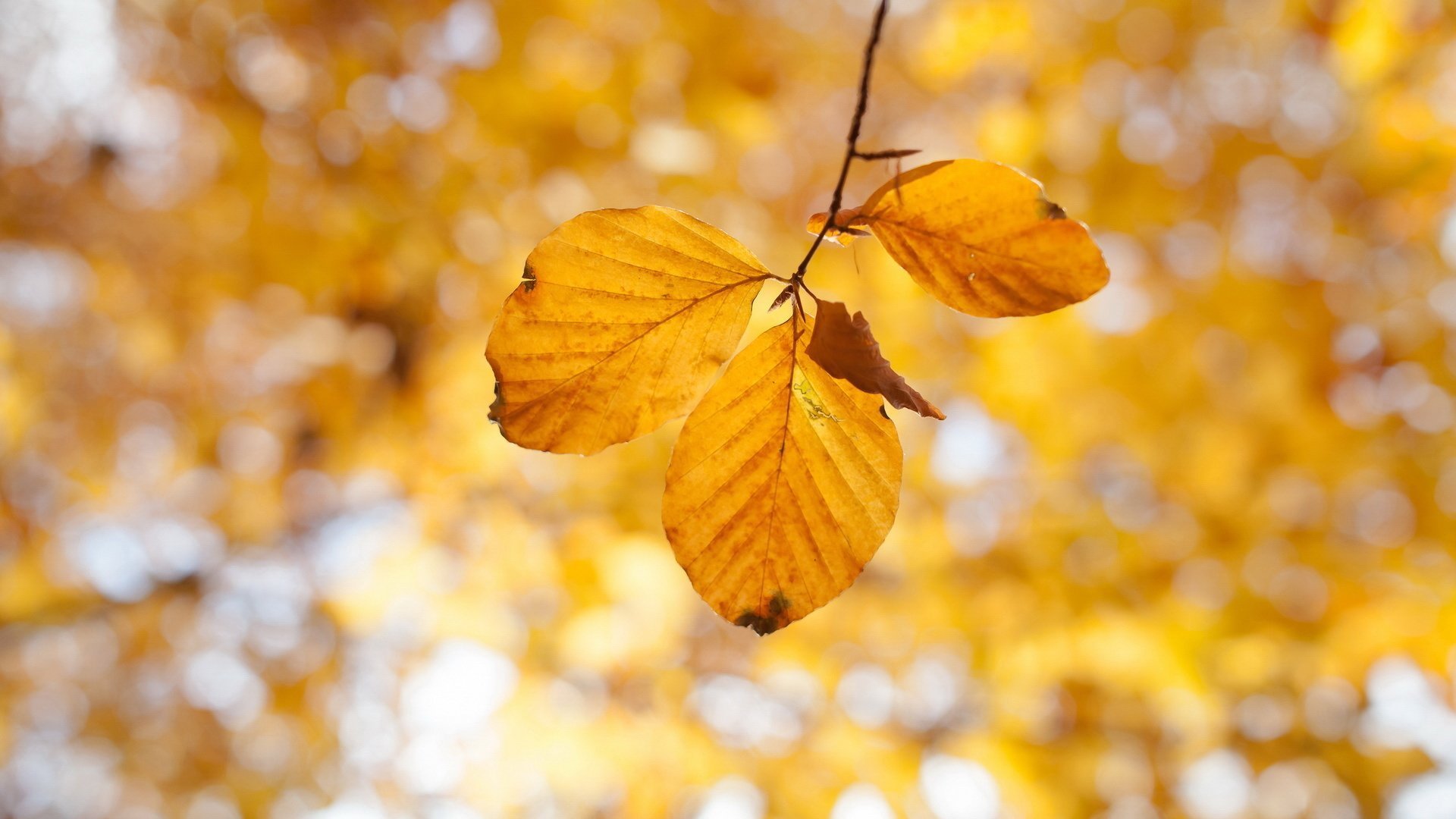 小清新,落叶,黄叶,秋色,宽屏