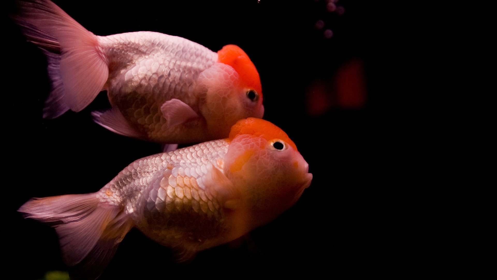 萌宠,金鱼,相濡以沫,可爱