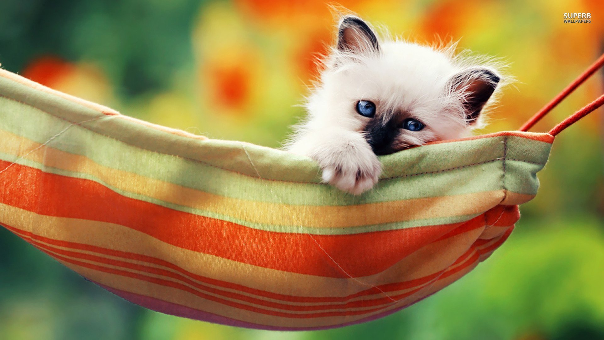 萌宠,喵星人,猫咪,可爱,宽屏