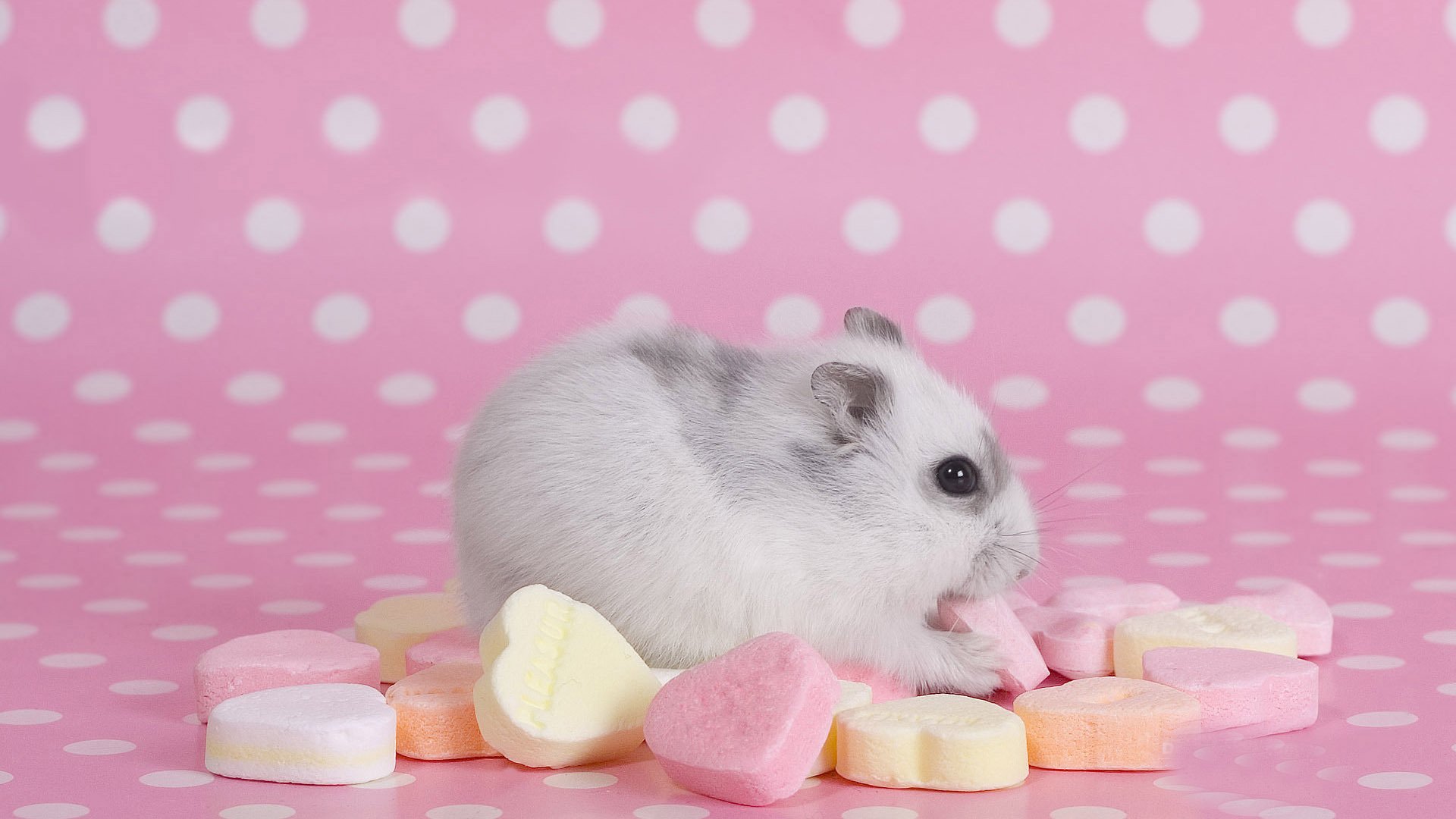 萌宠,小仓鼠,可爱,呆萌