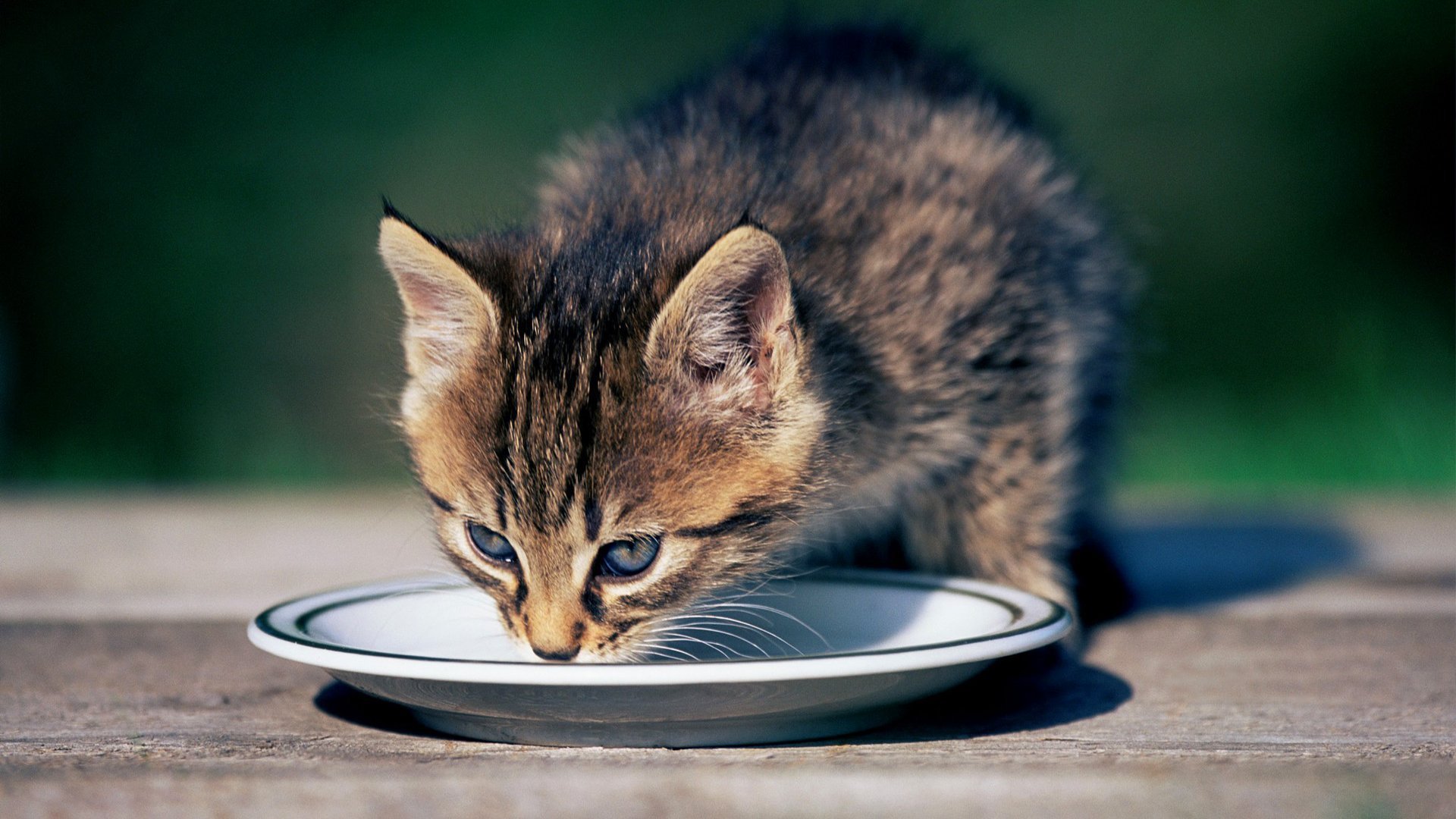 萌宠,喵星人,猫咪,可爱