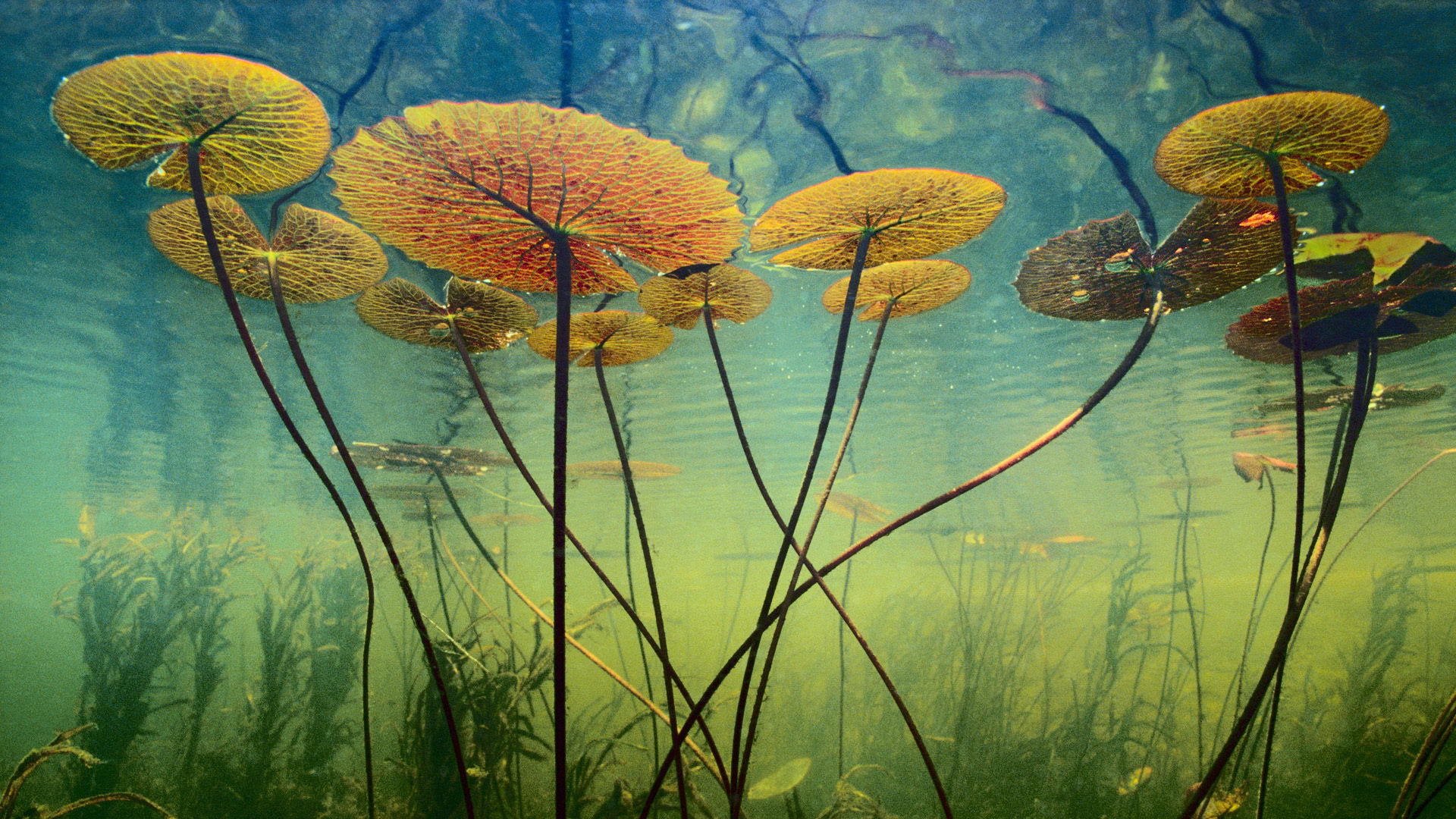 风景,自然风景,美丽,宽屏