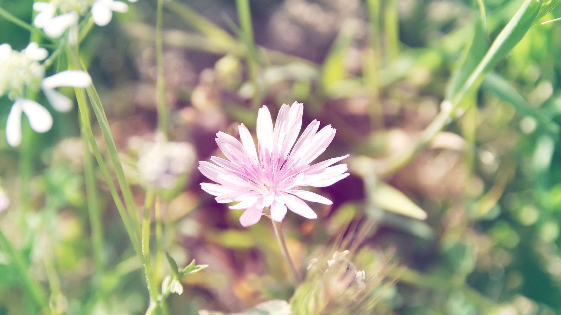 小清新,清新,简单,可爱