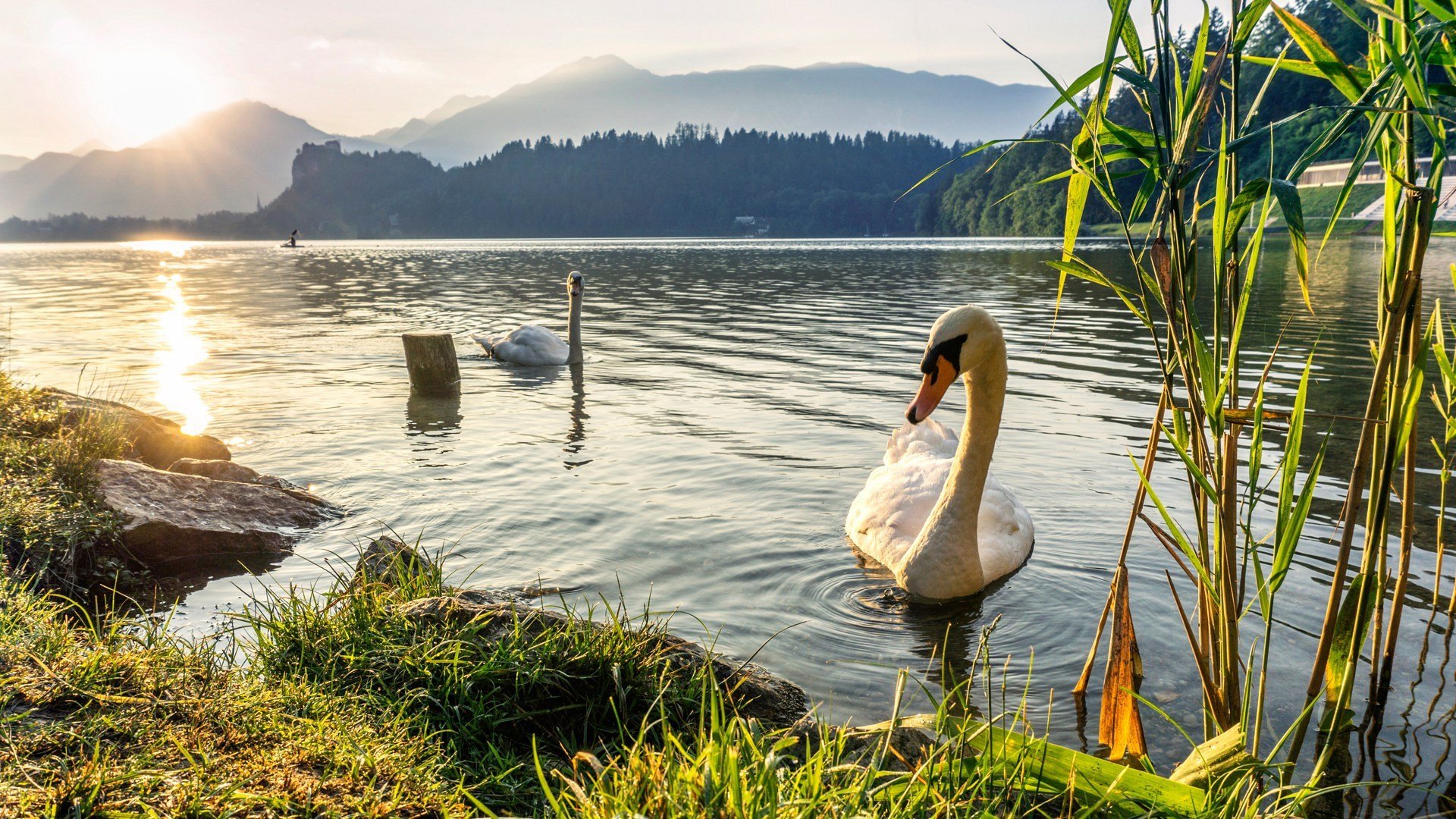 天鹅,芦苇,山水,湖水