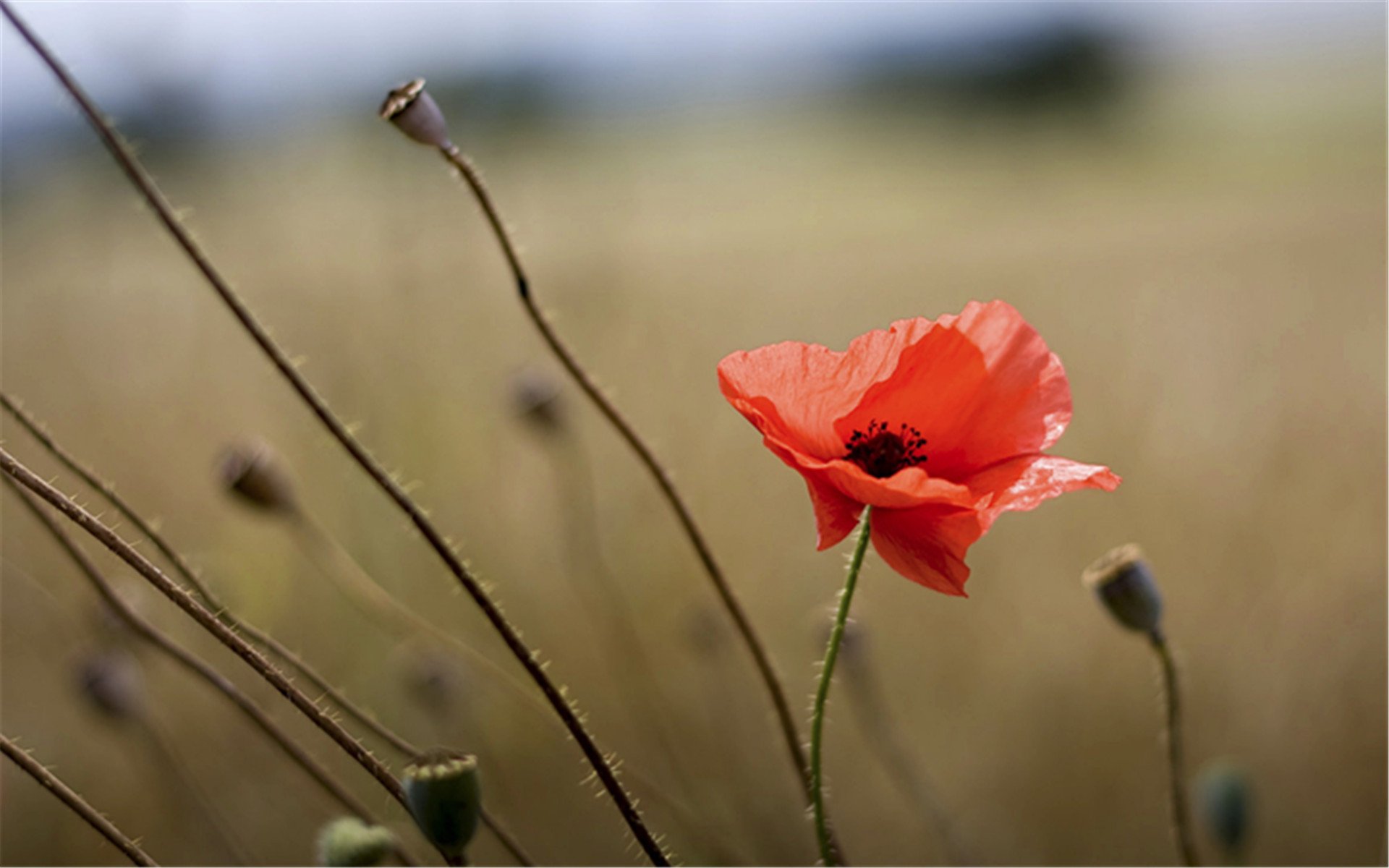小清新,简单,温馨,可爱