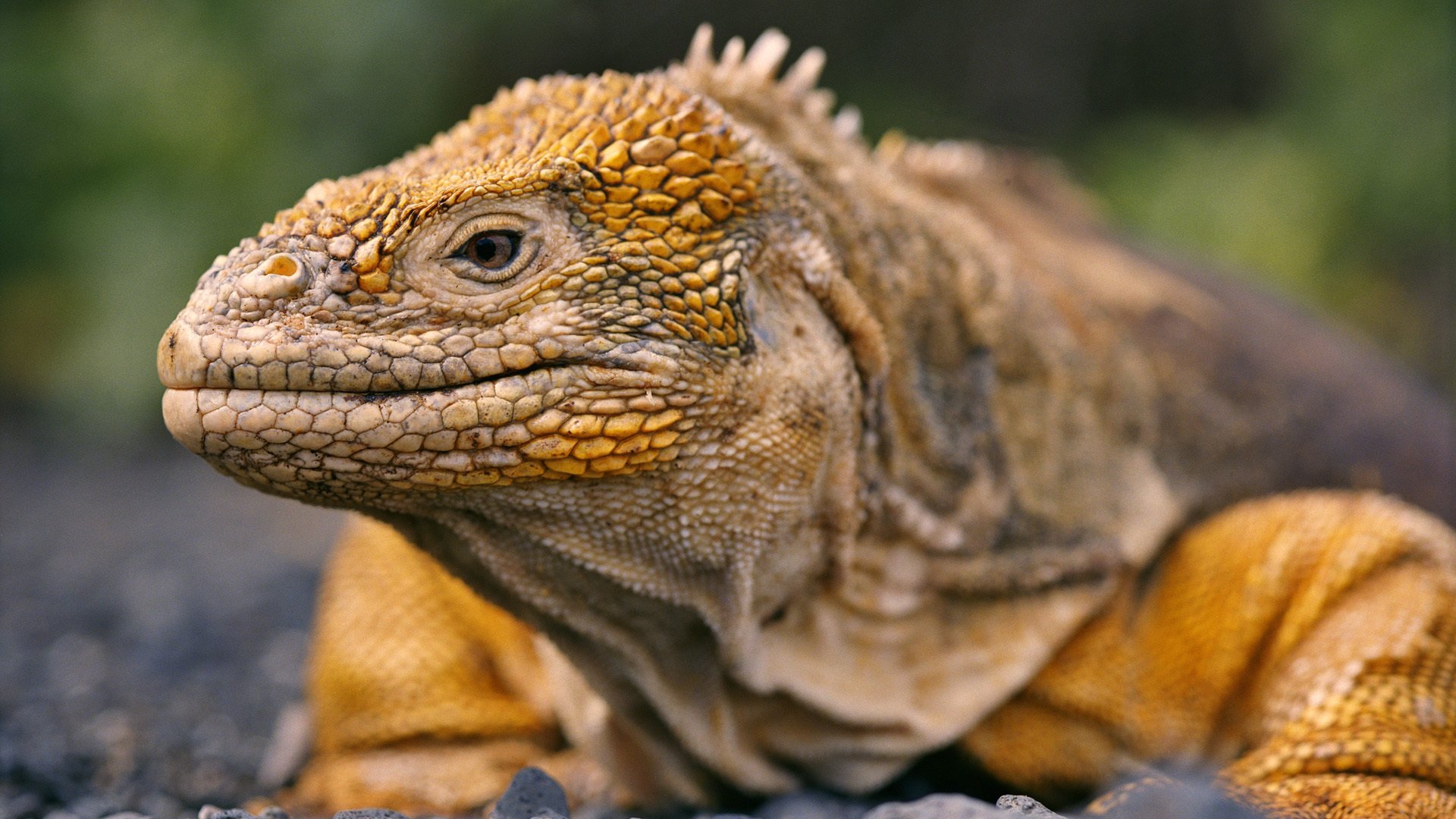 萌宠,宽屏,巨大