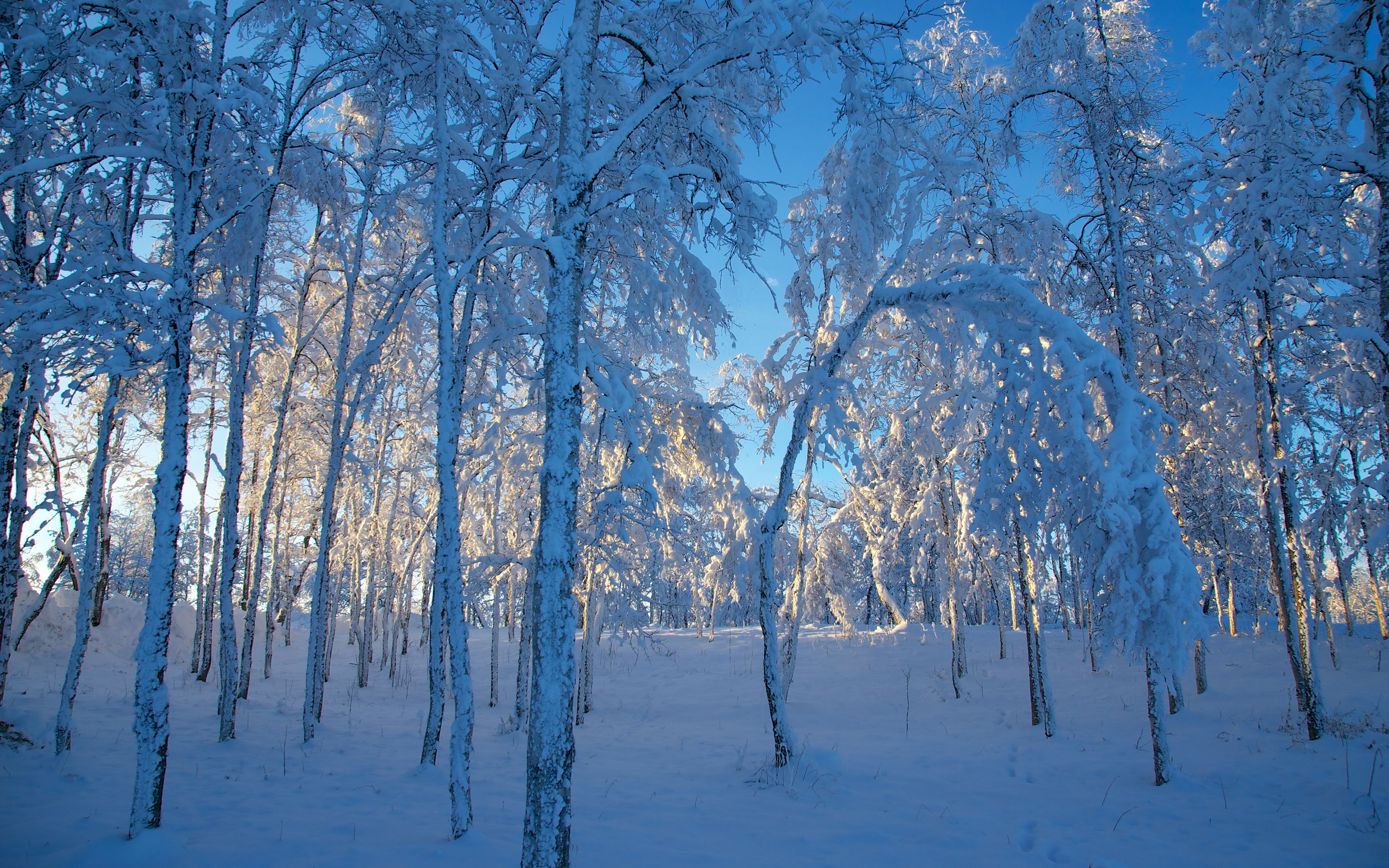 树林,大雪,冬天