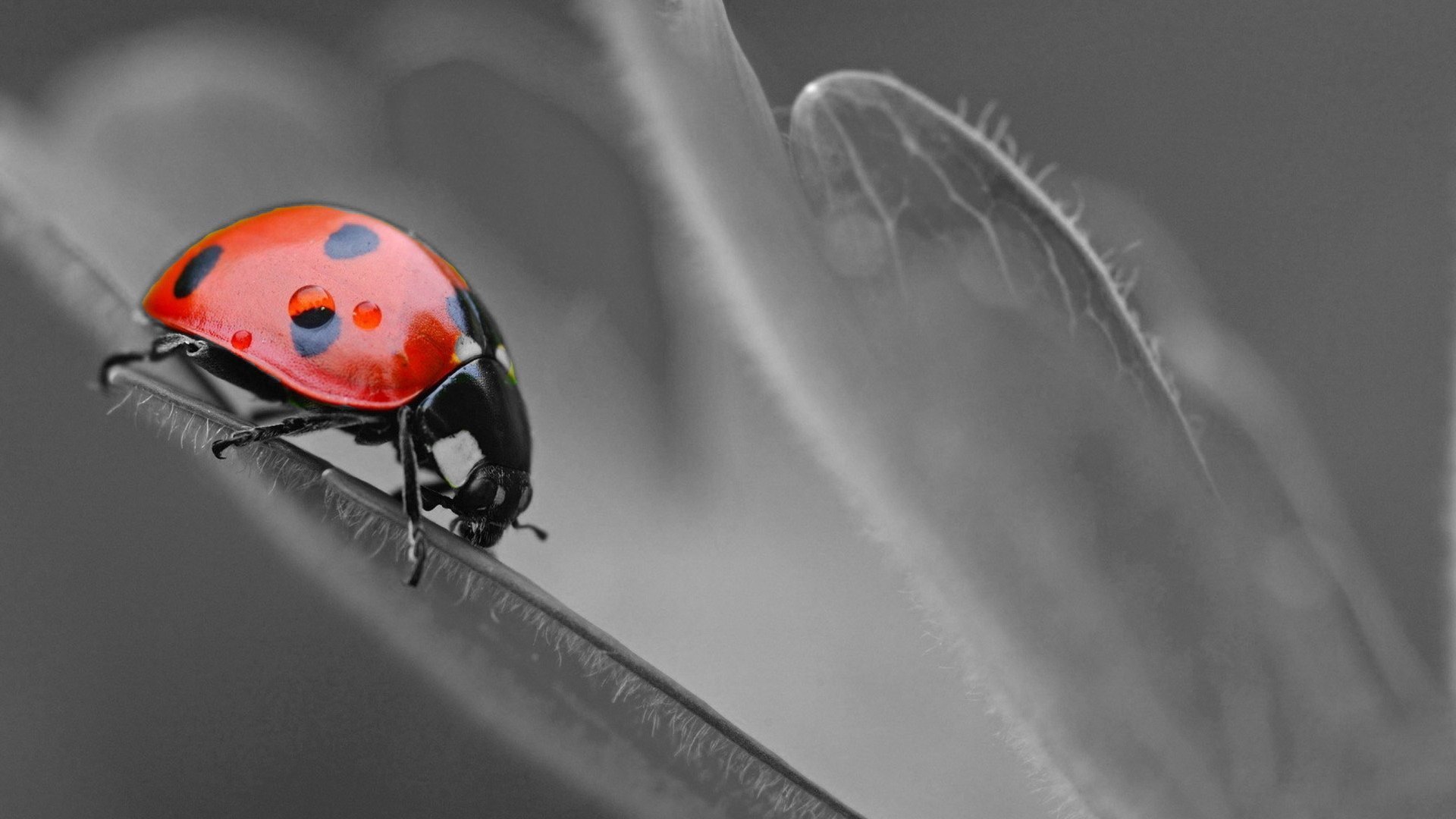 萌宠,瓢虫,可爱,宽屏